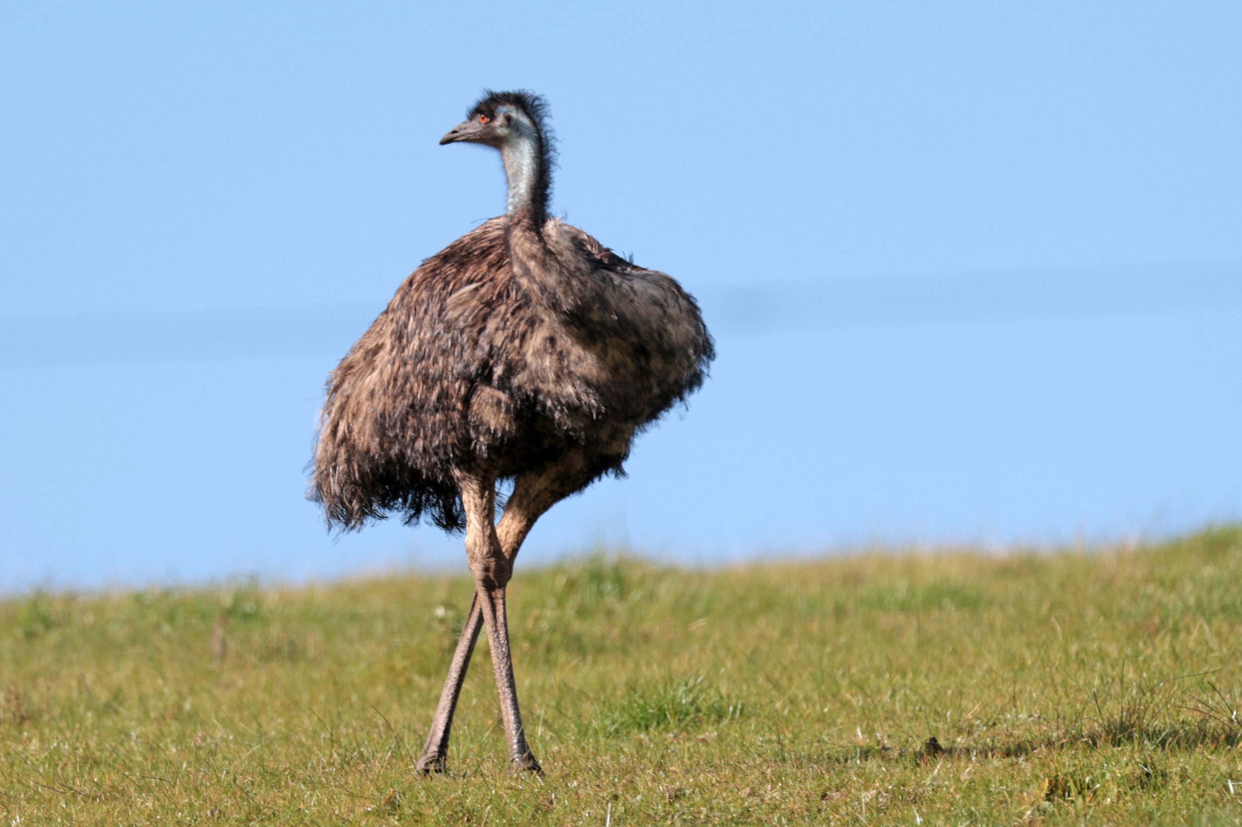 Emu (Dromaius novaehollandiae) Mt Frankland NP - Western Australia (29).jpg