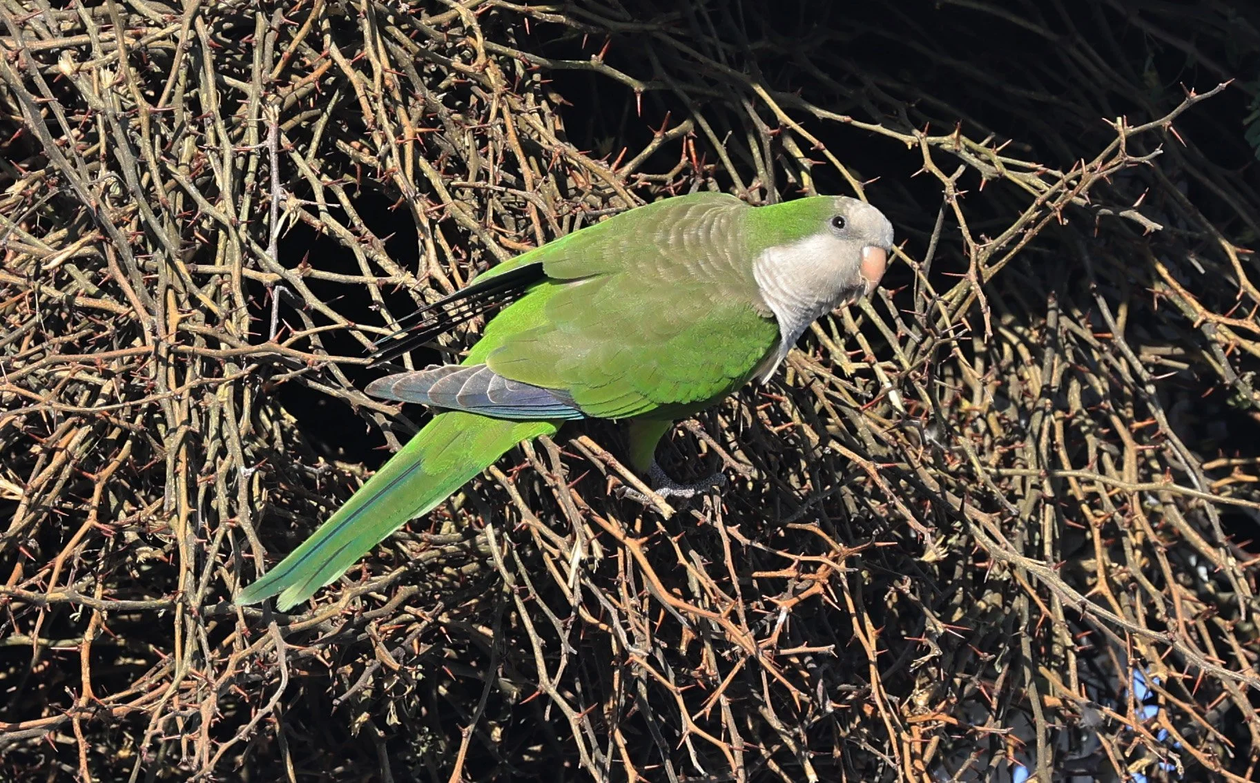 Monk Parakeet (Myiopsitta monachus) Fortin Toledo Paraguay (12).jpg