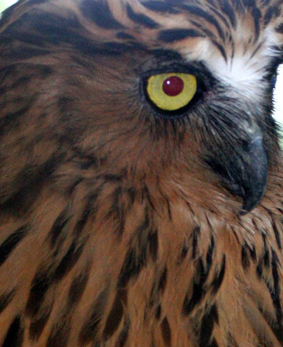 Ketupa zeylonensis - BROWN FISH OWL - NST THAILAND (7).JPG