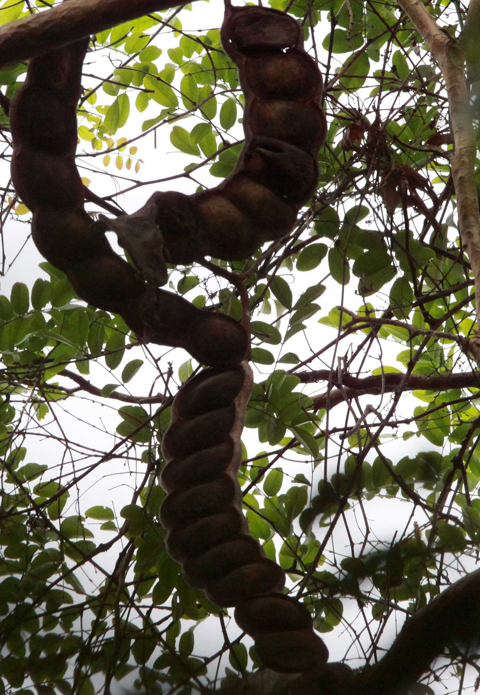 CAT TIEN NATIONAL PARK VIET NAM (133).JPG