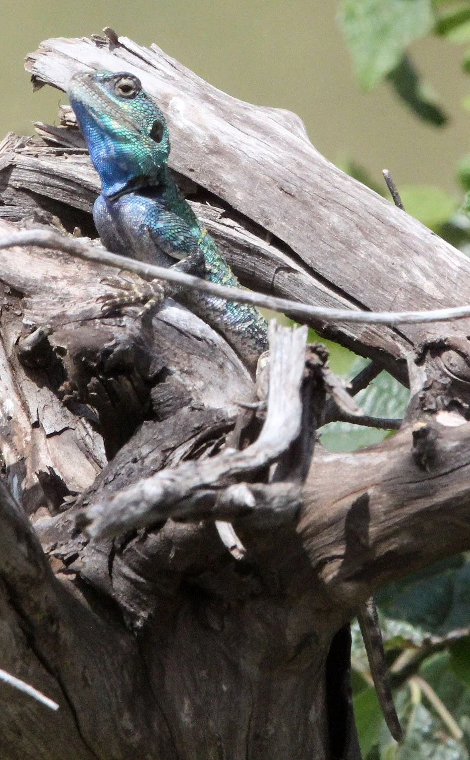 Blue-necked Agama (Acanthocercus atricollis) Kenya