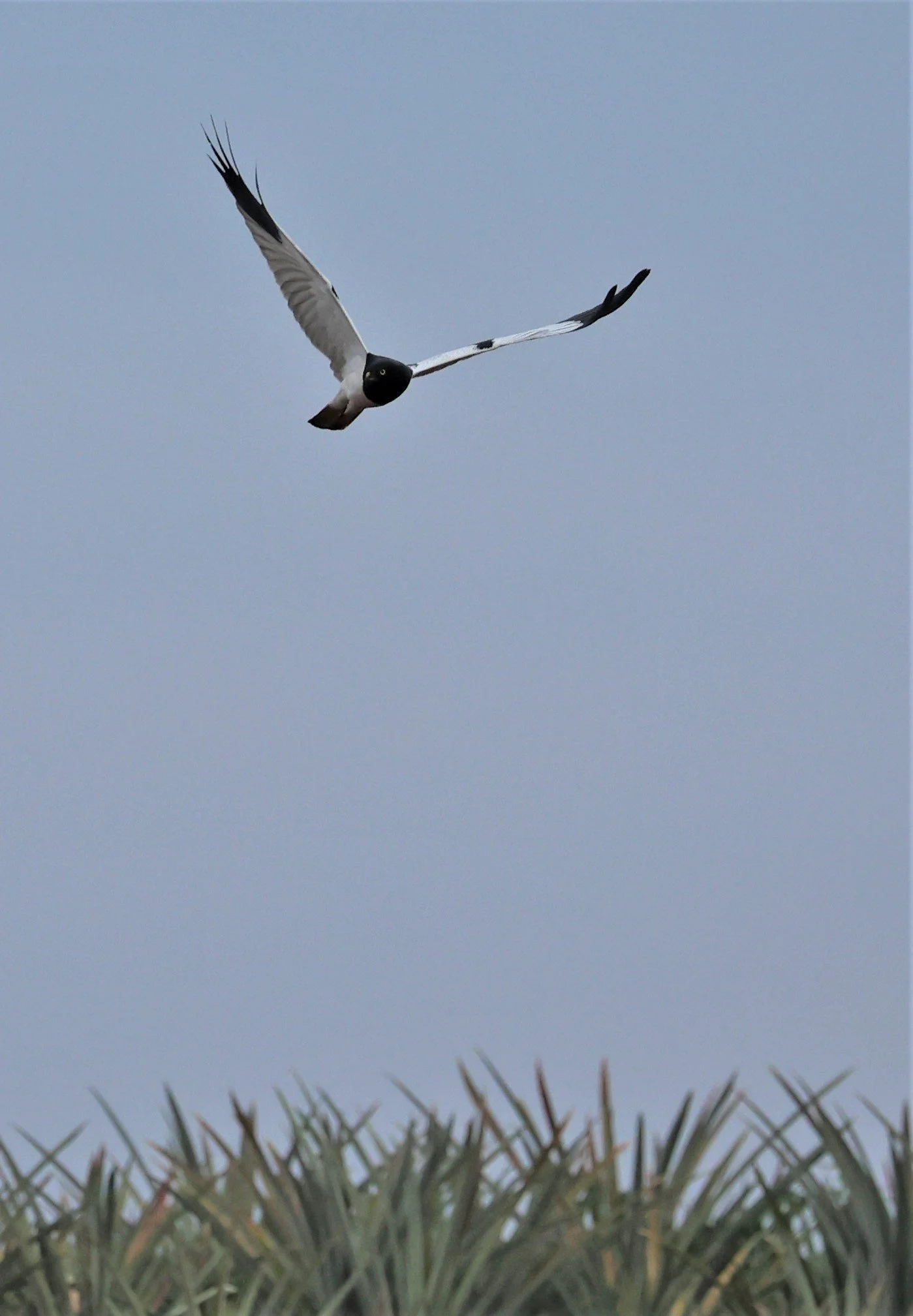 HARRIER - PIED HARRIER - Circus melanoleucos - YONOK CHIANG SAEN CHIANG RAI - ROOST Feb 2022 (17).jpg