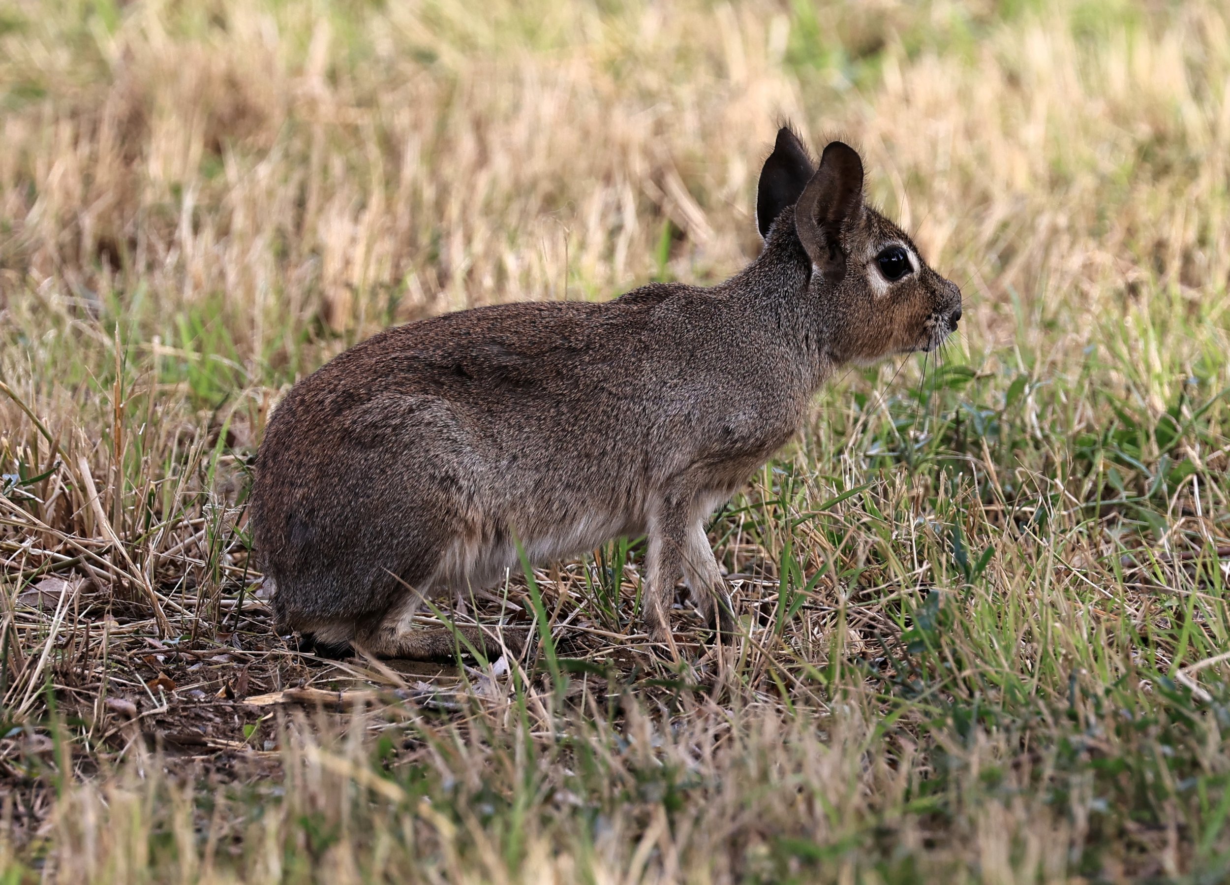 Chacoan Mara (Dolichotis salinicola) Estancia Campo'i Paraguay (74).jpg