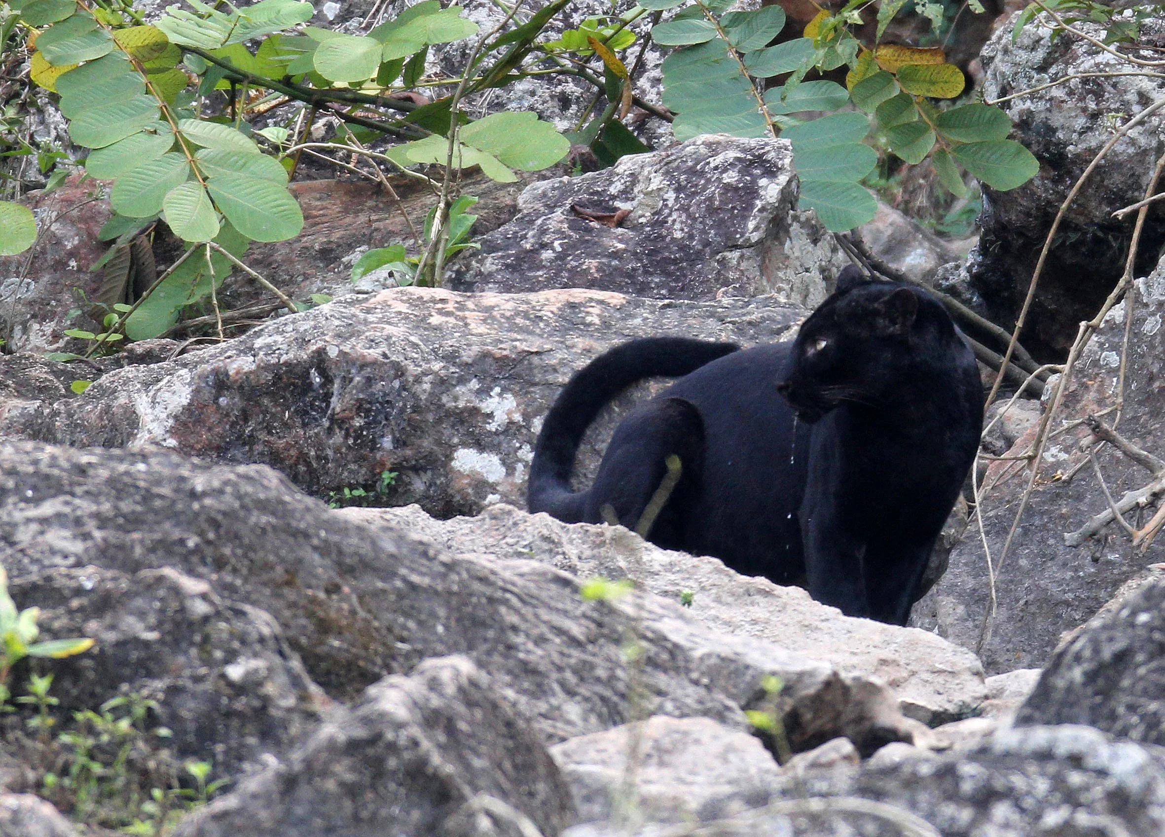 Panthera pardus delacouri - INDOCHINESE LEOPARD - MELANISTIC FORM - HUAI KHA KHAENG - KAPOK KAPIEN STATION & MINERAL LICK - THAILAND (219).JPG