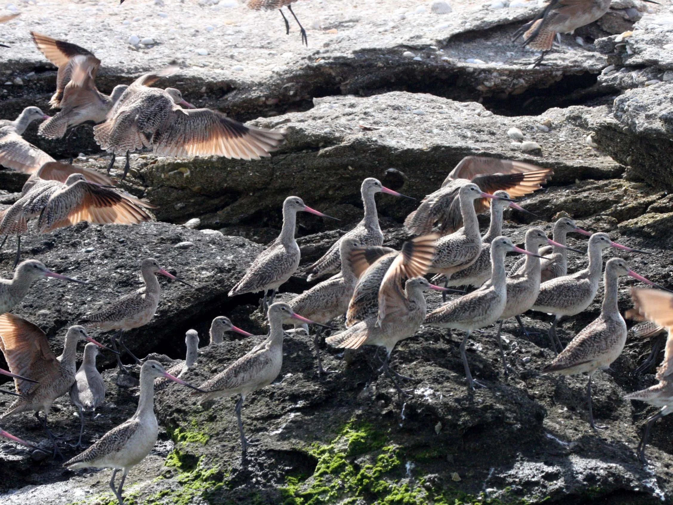BIRD - GODWIT - MARBLED GODWIT WITH WILLETS NEAR CAMPO CORTEZ - SAN IGNACIO LAGOON BAJA MEXICO (5).JPG