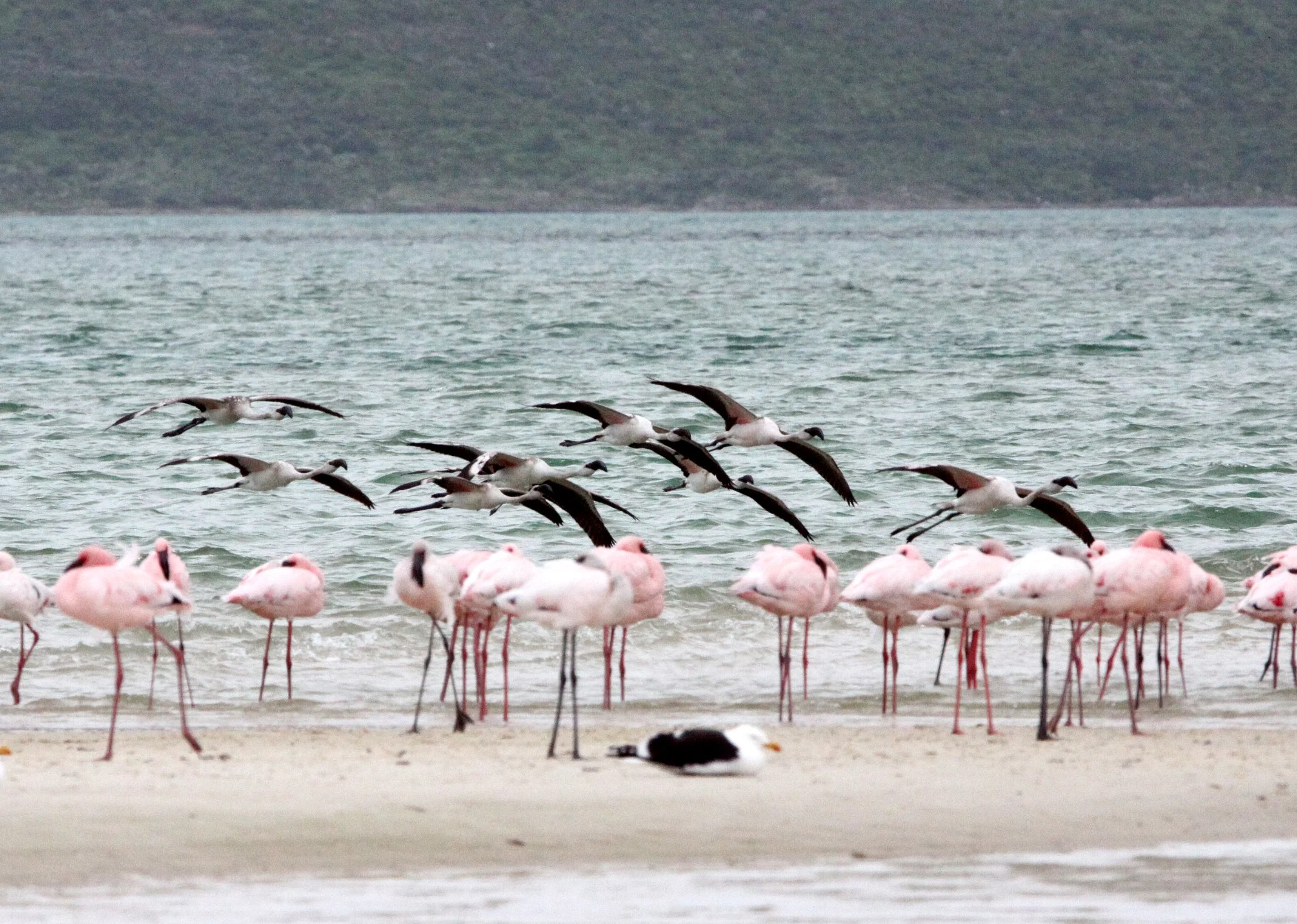 Phoeniconaias minor - Lesser Flamingo - West Coast National Park South Africa (10).JPG