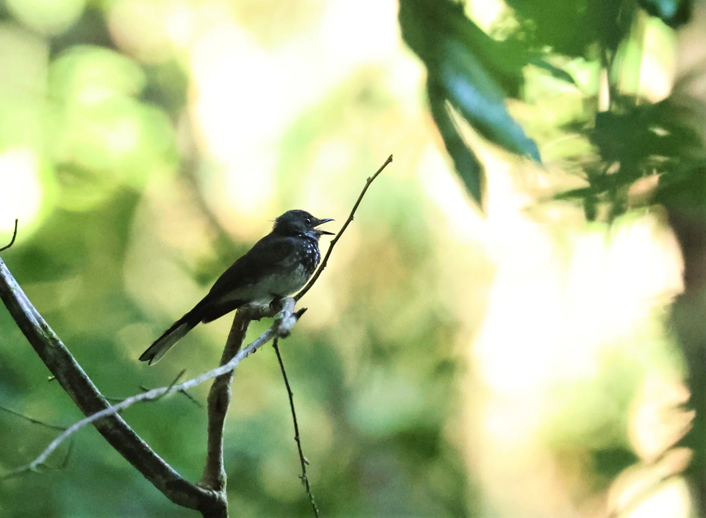 Rhipidura albogularis - SPOT-BREASTED FANTAIL - TAMAN NEGARA MALAYSIA JUNE 2022 (2).jpg