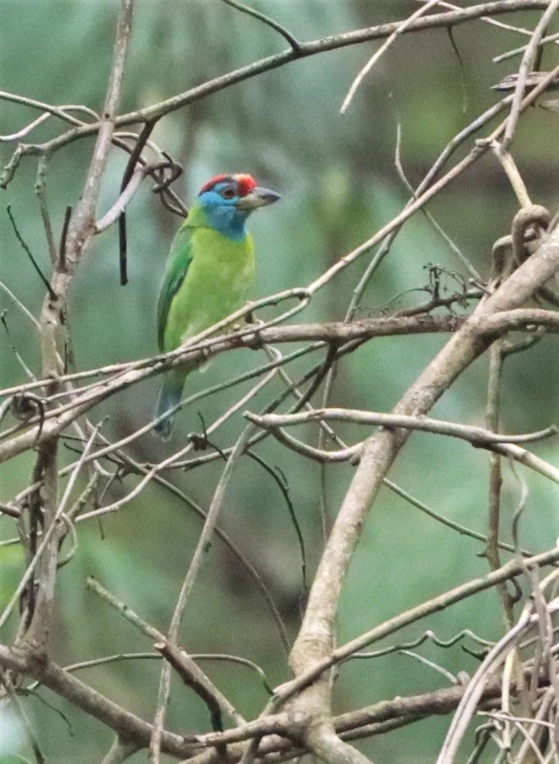BARBET - BLUE-THROATED BARBET - Megalaima asiatica - DOI INTHANON JULY 2 2021 (4).jpg