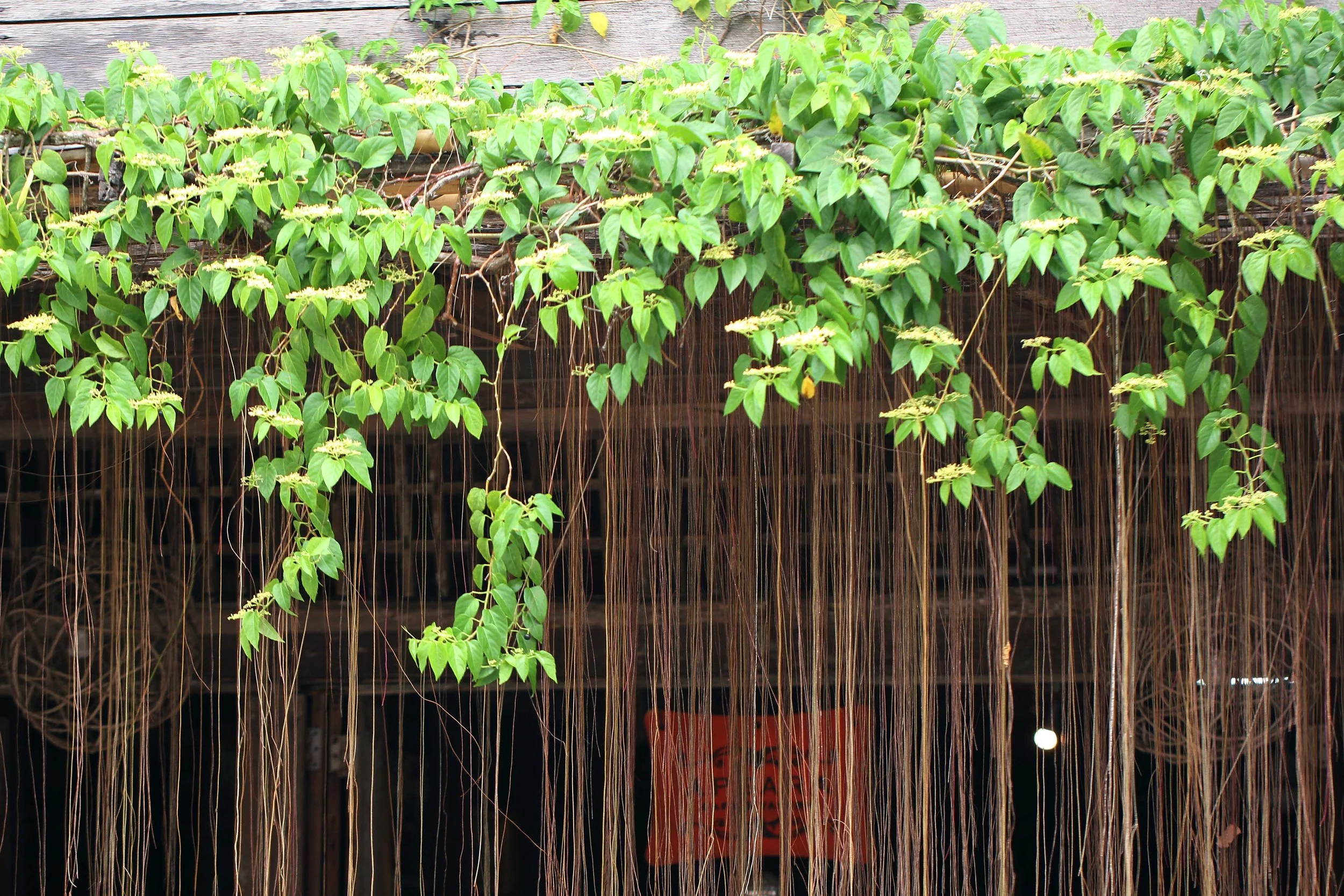 2015 Koh Lanta Songkran with friends from ISB (451).JPG