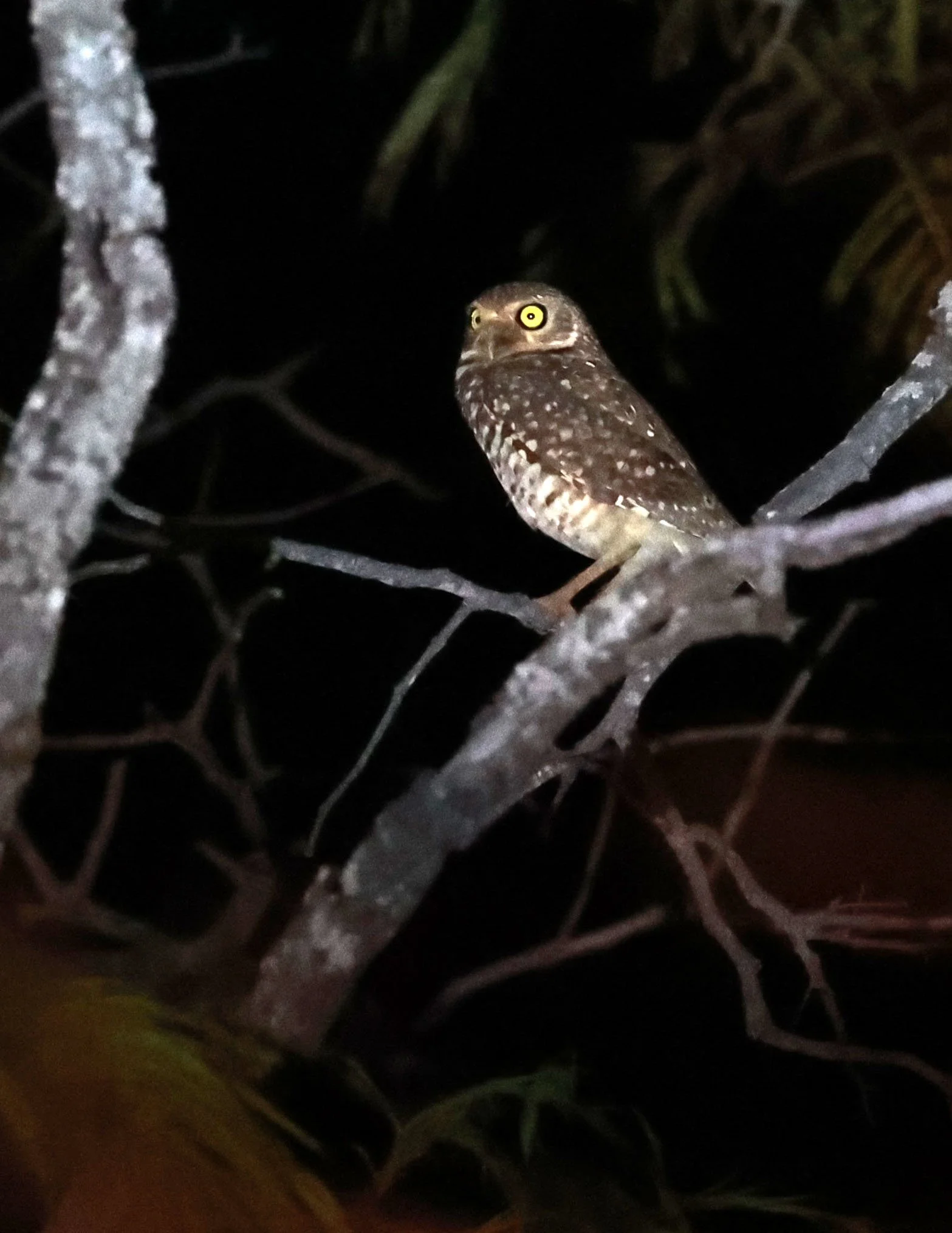 Owl - Burrowing Owl - Athene cunicularia - Emas National Park, Goias State, Brazil (4).jpg