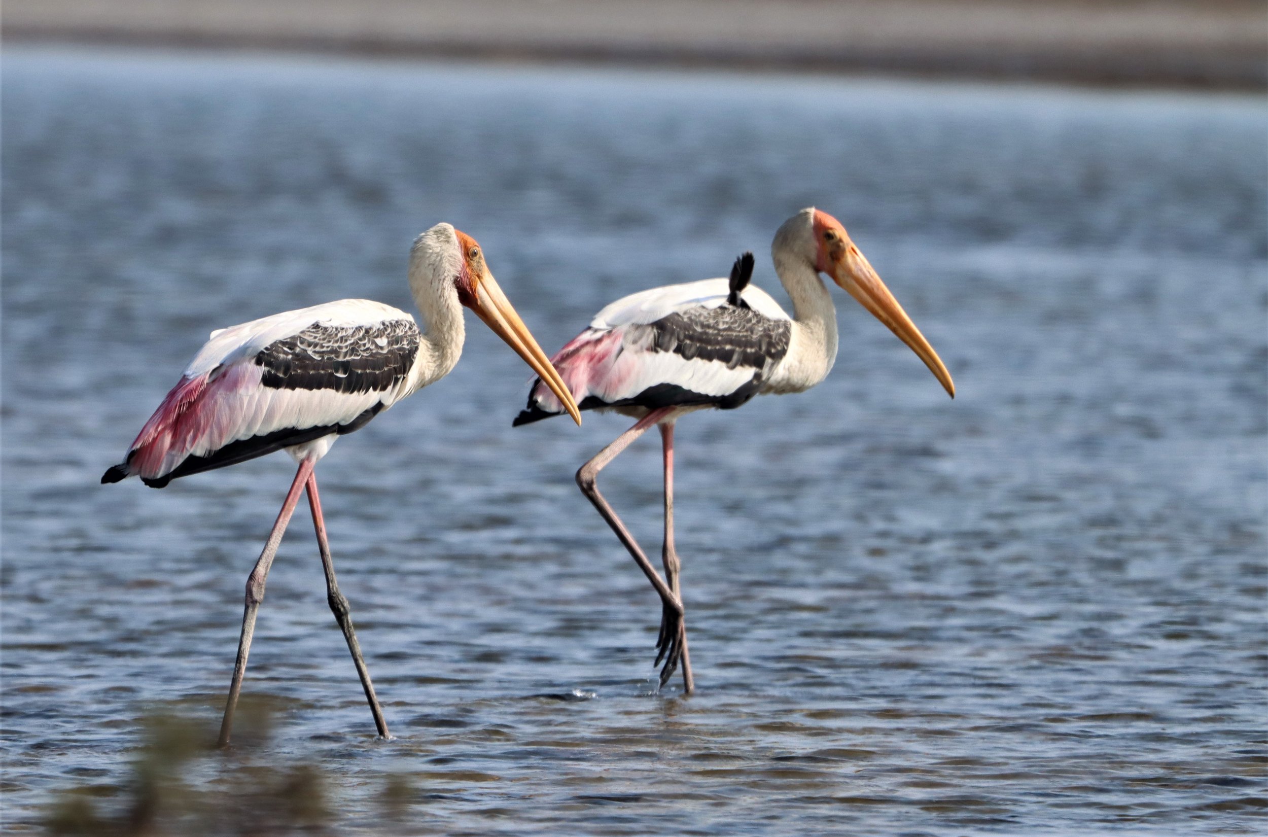 STORK - PAINTED STORK - Mycteria leucocephala - BANG PAKONG SALT PANS CHACHOENGSAO WEST OF RIVER (10).jpg