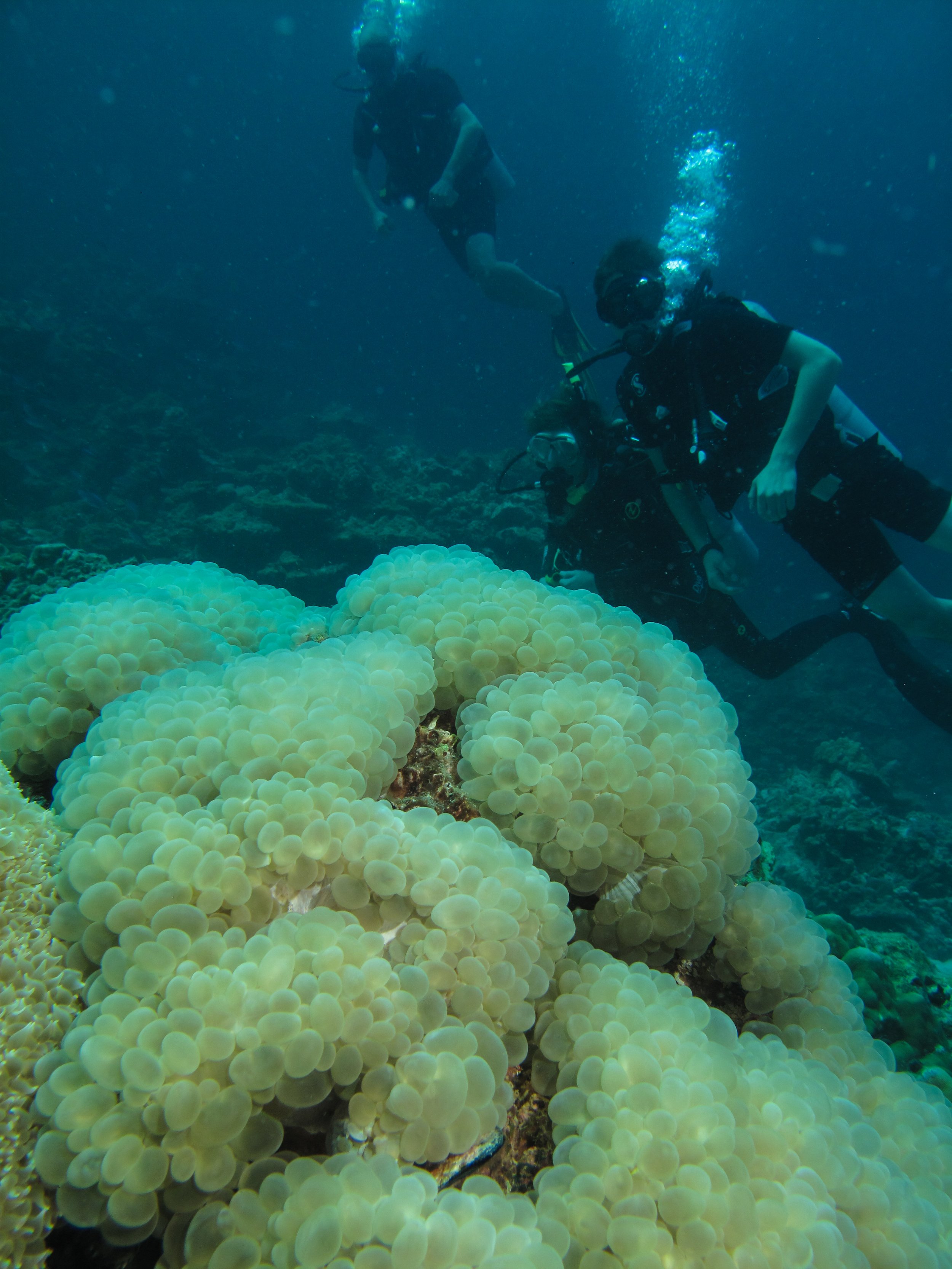 2013 Diving Koh Lanta (19).jpg