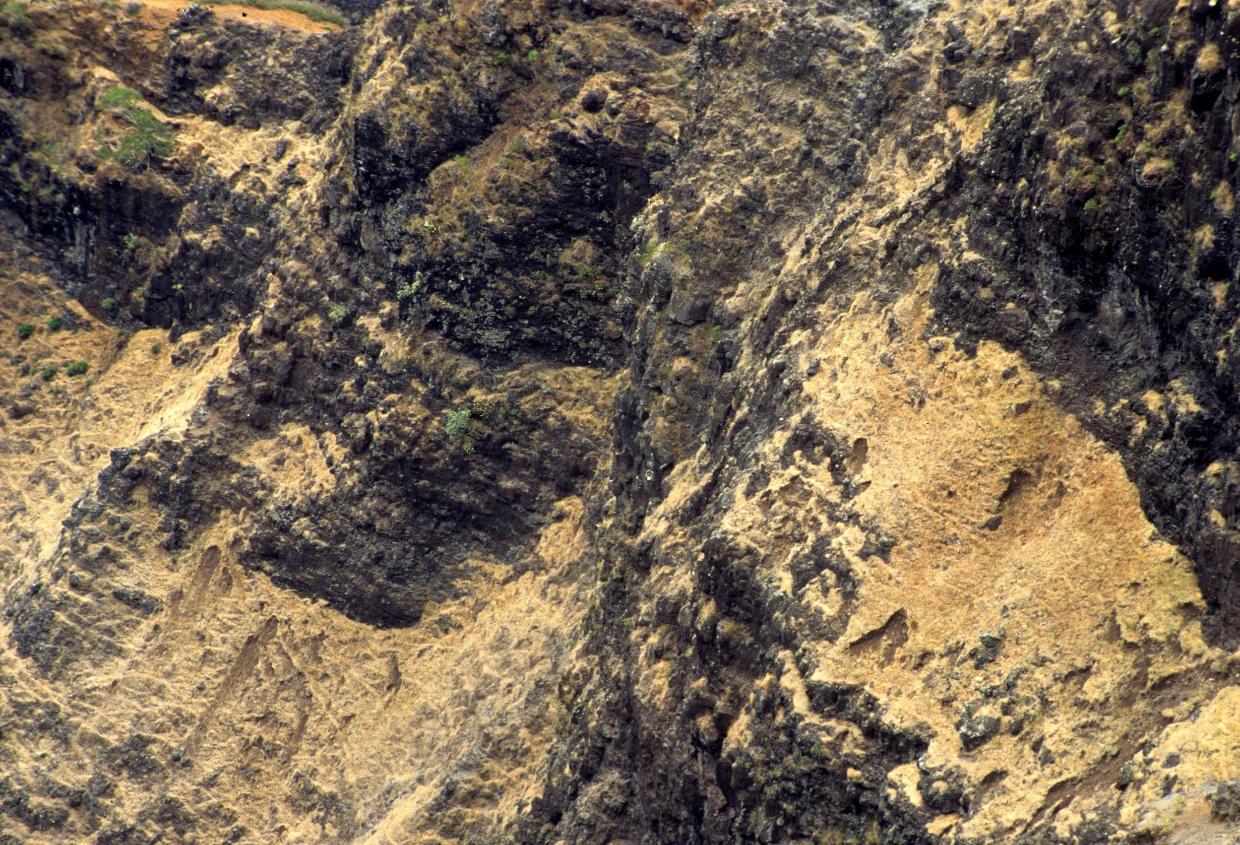 BOVID - GOAT - INTRODUCED IN WAIMEA CANYON KAUAI.jpg
