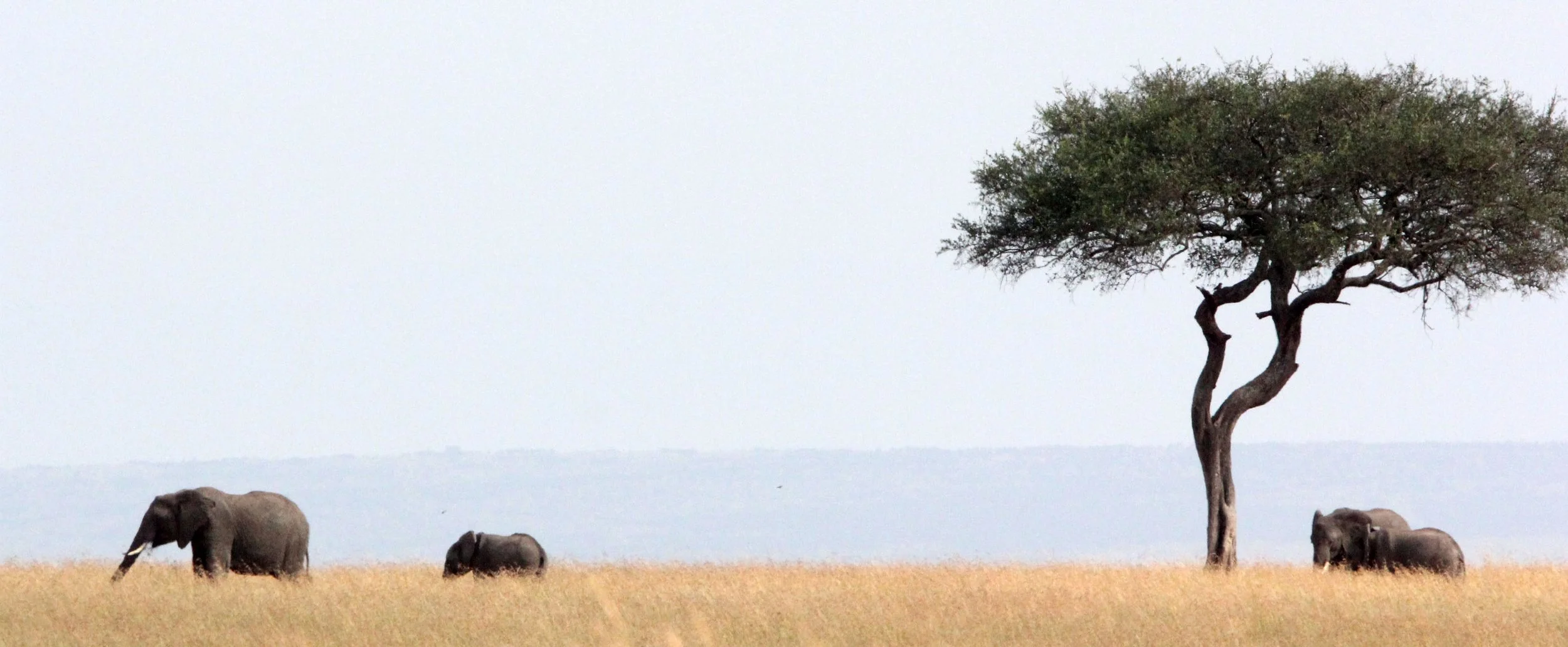 ELEPHANT - MASAI MARA NATIONAL PARK KENYA (43).JPG