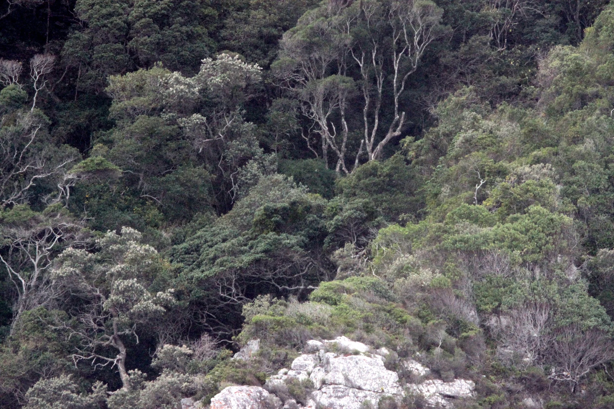 TSITSIKAMMA NATIONAL PARK SOUTH AFRICA - COASTLINE (2).JPG