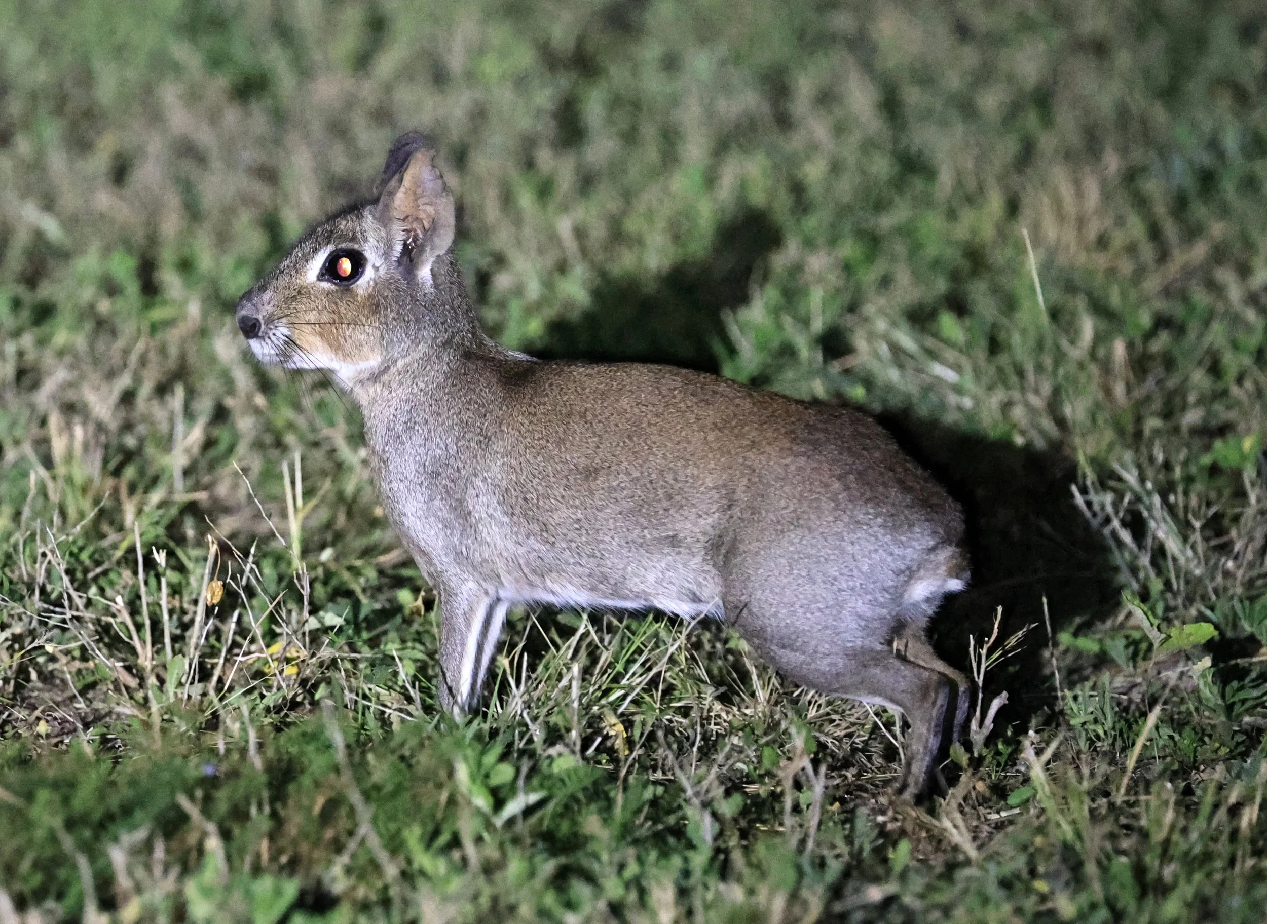 Chacoan Mara (Dolichotis salinicola) Estancia Campo'í Paraguay (98).jpg