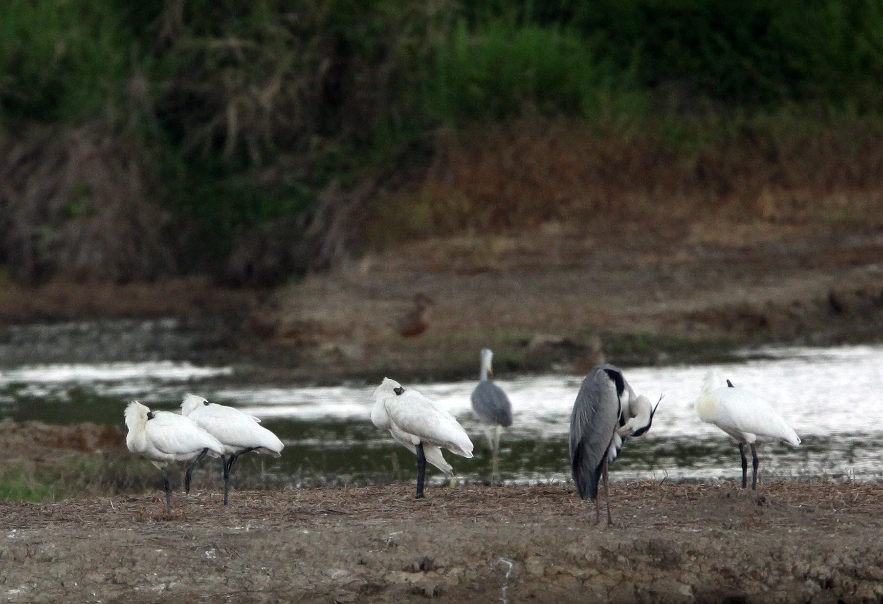 SPOONBILL - BLACK-FACED SPOONBILL - Platalea minor - MAI PO WETLANDS HONG KONG (160).JPG