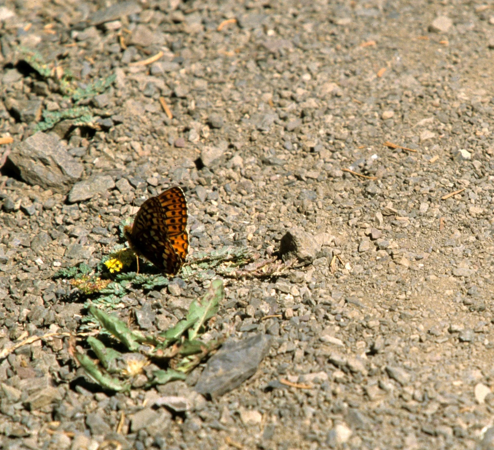 INVERTS - LEPS - NYMPHALID SPECIES - OLYMPIC CHECKERSPOT (2).jpg
