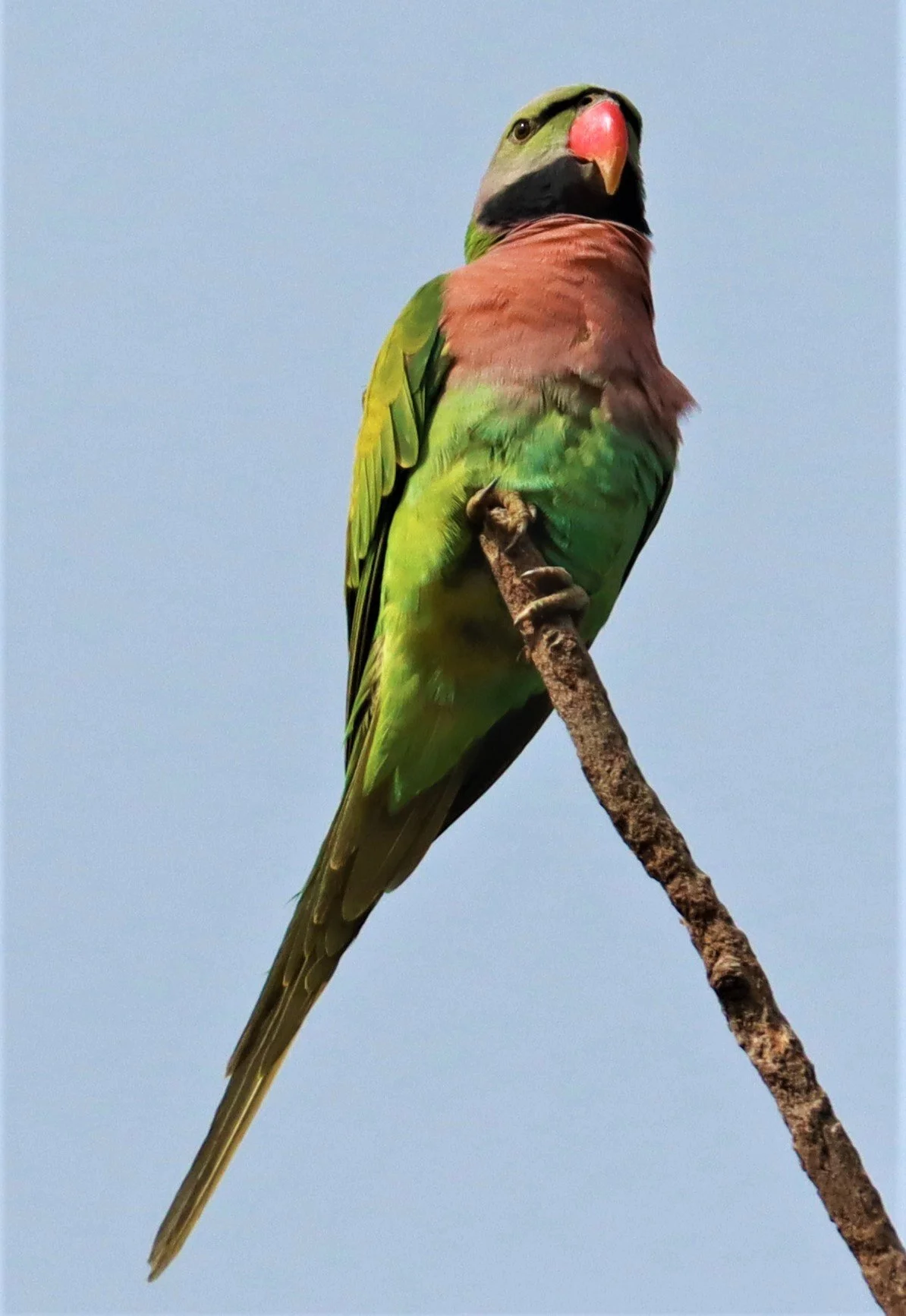 PARAKEET - RED-BREASTED PARAKEET - Psittacula alexandri - WAT SUAN YAI NONTHABURI (2).jpg
