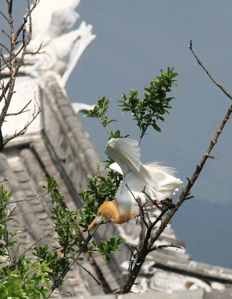 EGRET - CATTLE EGRET (EASTERN) - Bubulcus coromandus - LINDEN CENTER - XIZHOU VILLAGE YUNNAN CHINA (22).JPG