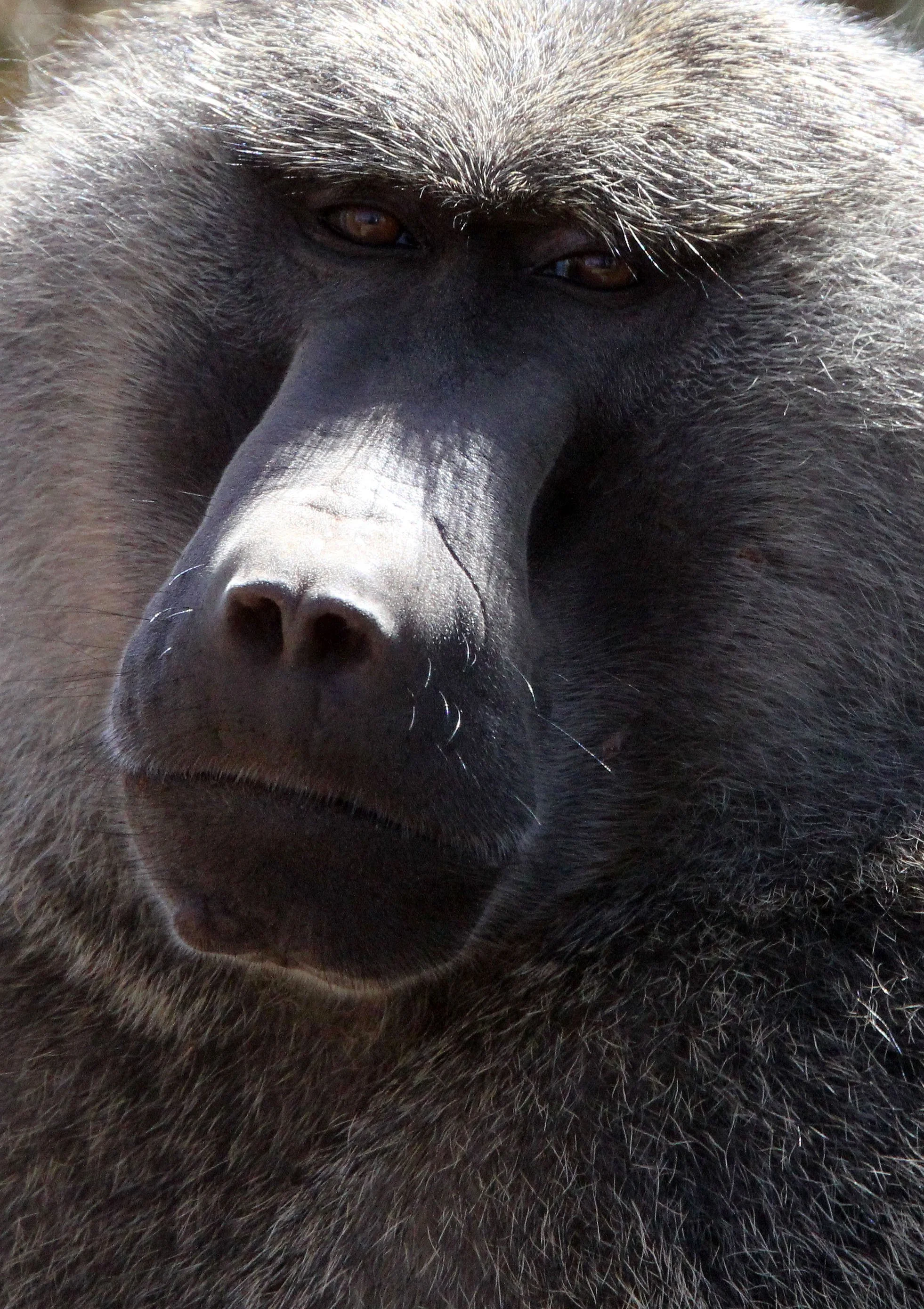 CERCOPITHECIDAE - Papio anubis - OLIVE BABOON - SAMBURU NATIONAL RESERVE KENYA (87).JPG
