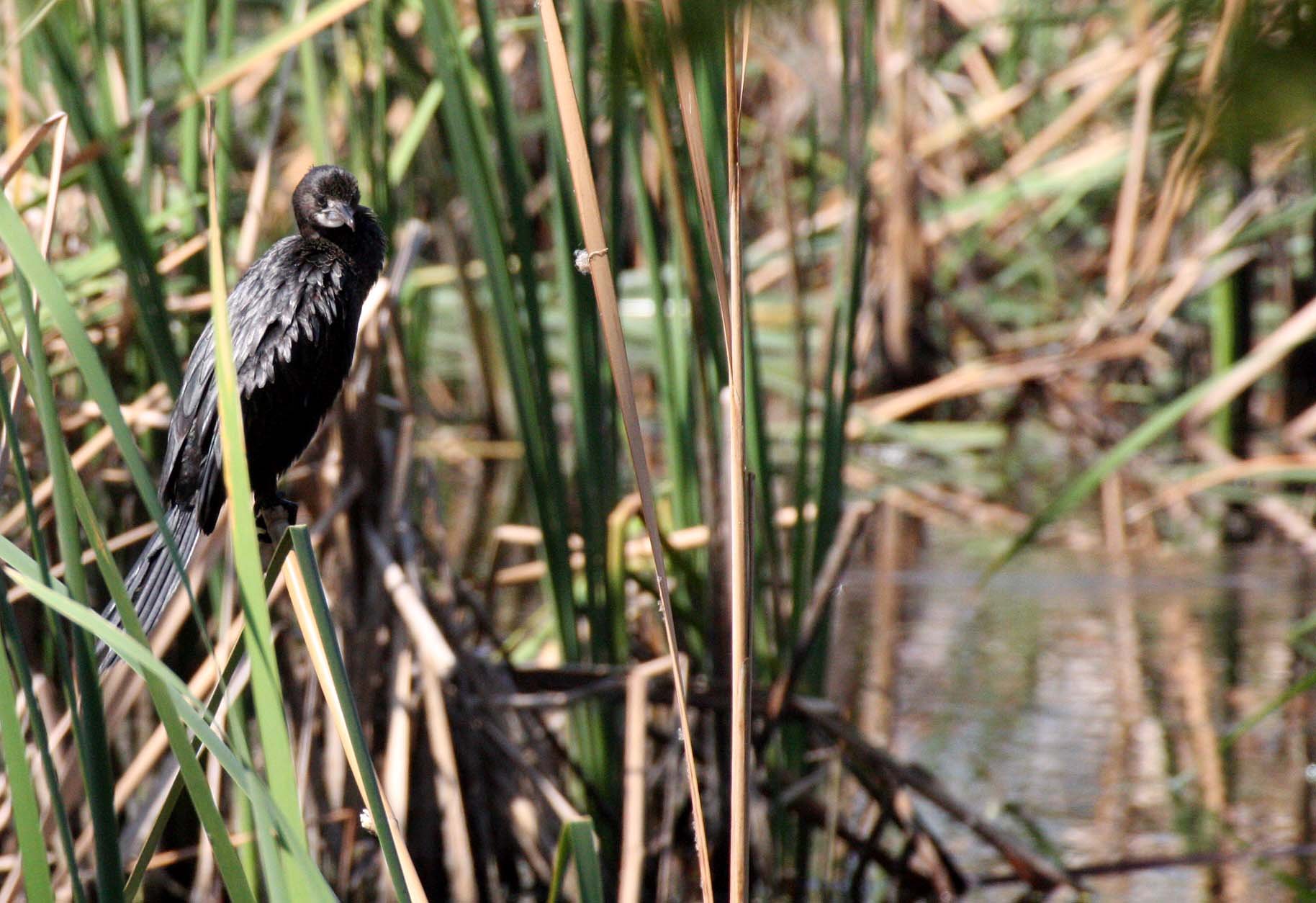 Microcarbo niger - Little Cormorant - Khao Sam Roi Yod Wetlands, Thailand (21).JPG