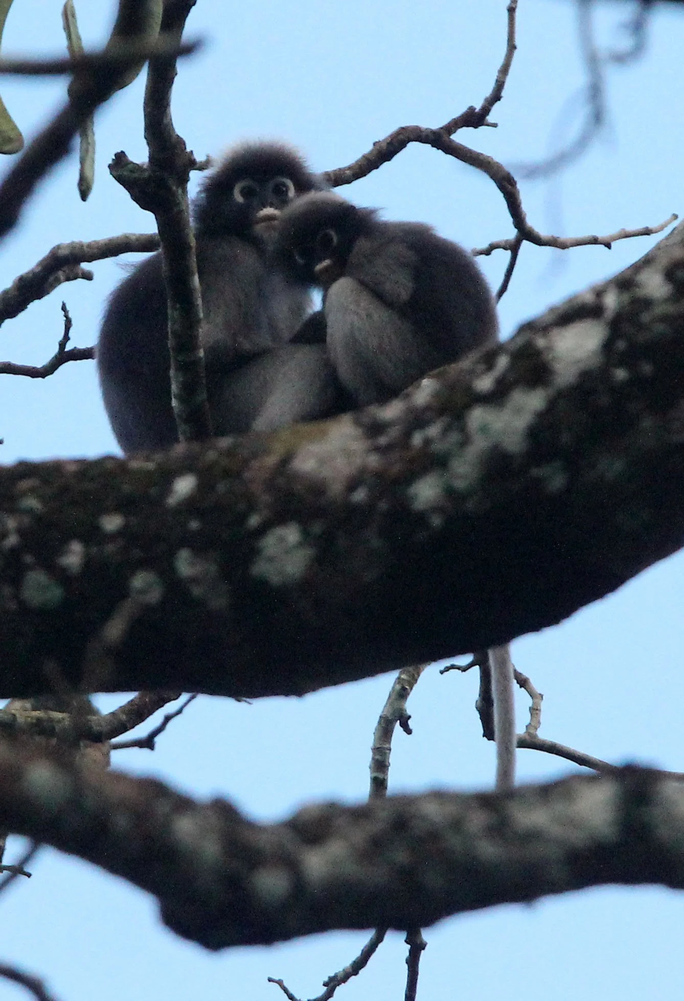 CERCOPITHECIDAE - Trachypithecus obscurus flavicauda - DUSKY LANGUR - SOMS - KAENG KRACHAN NP THAILAND (42).JPG