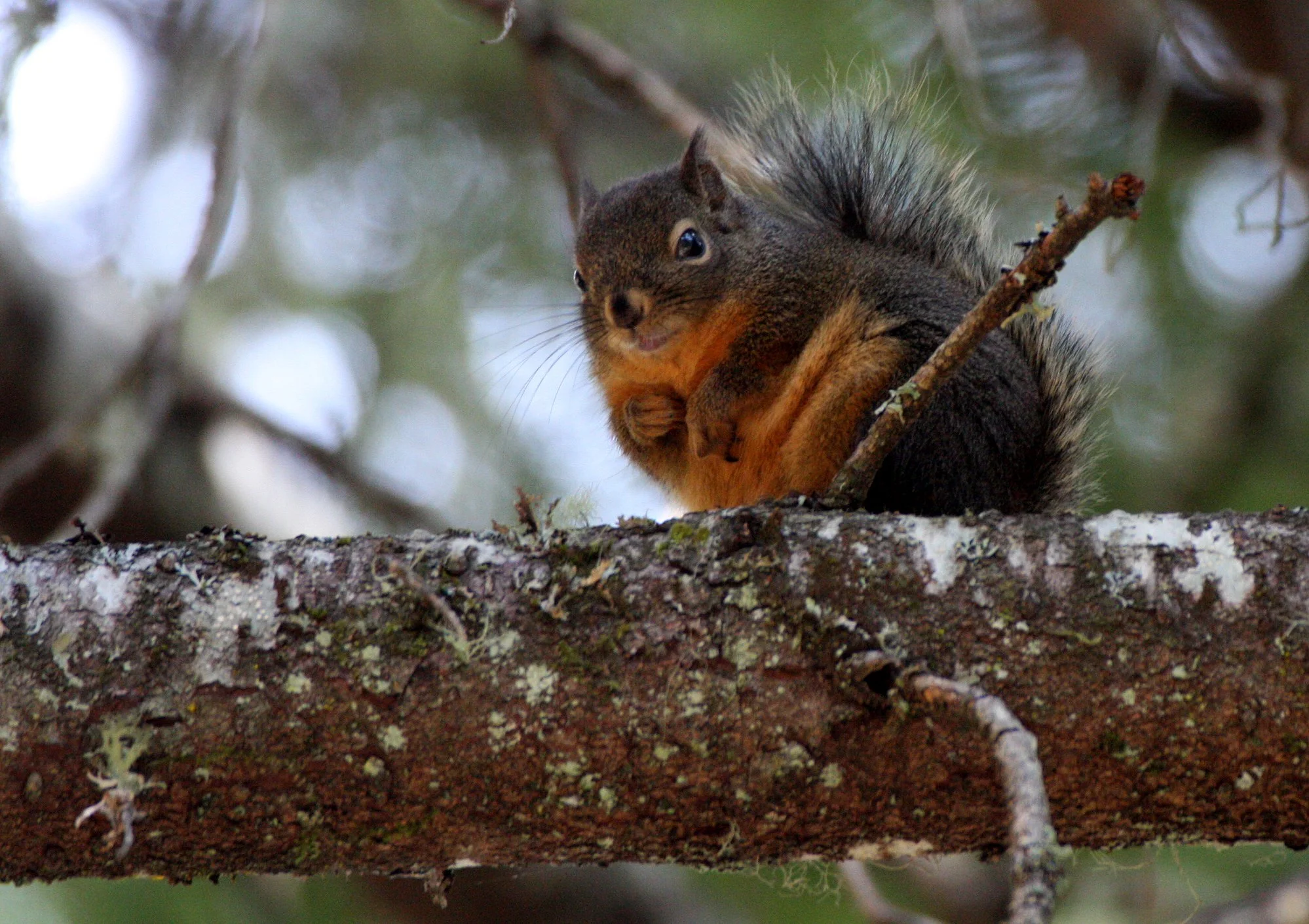 RODENT - SQUIRREL - DOUGLAS SQUIRREL - SPRUCE RAILROAD TRAIL - ONP (2).JPG