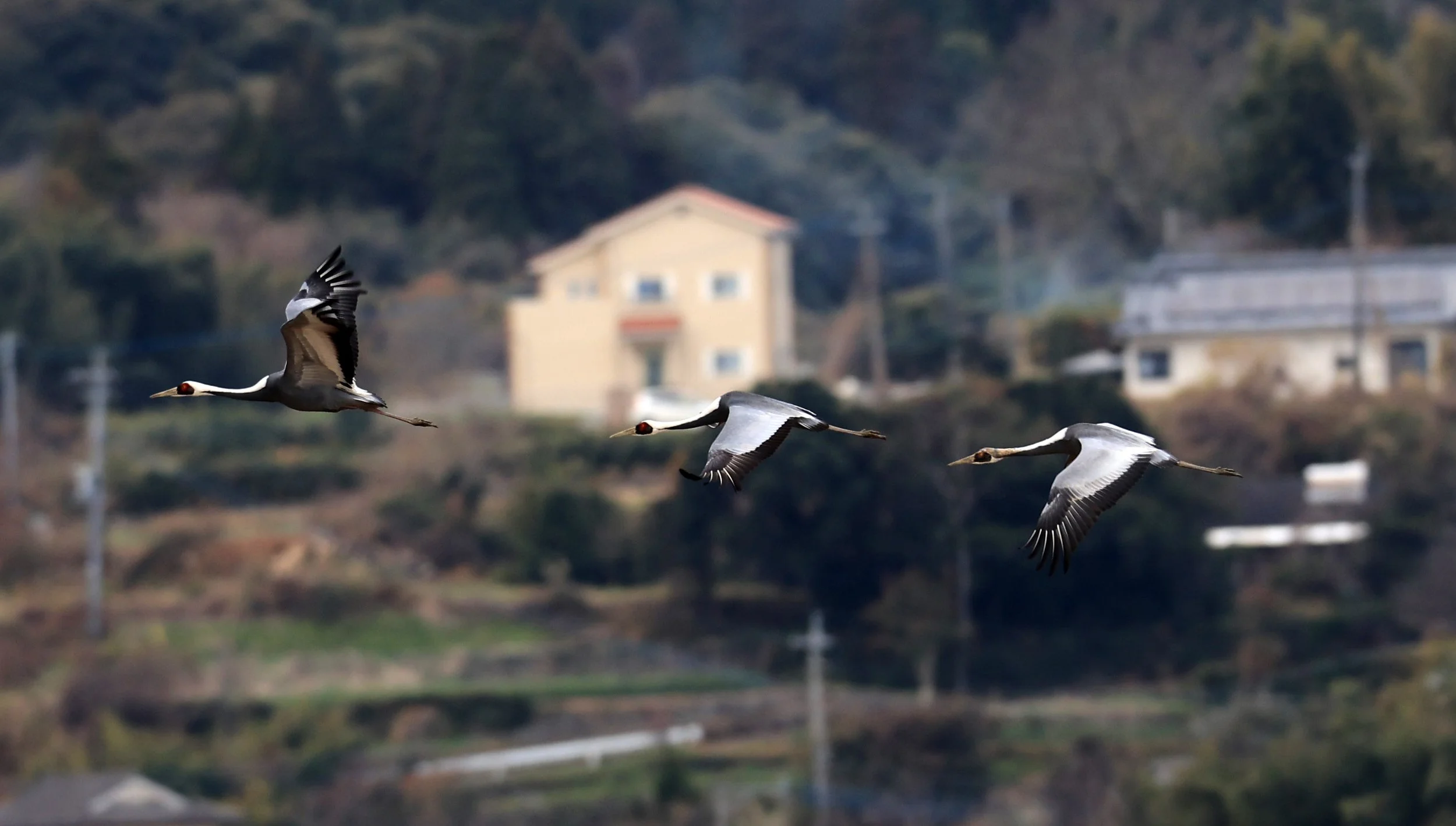 White-naped Crane (Antigone vipio) Izumi Crane Park & Center, Izumi Kagoshima Kyushu Japan (119).jpg