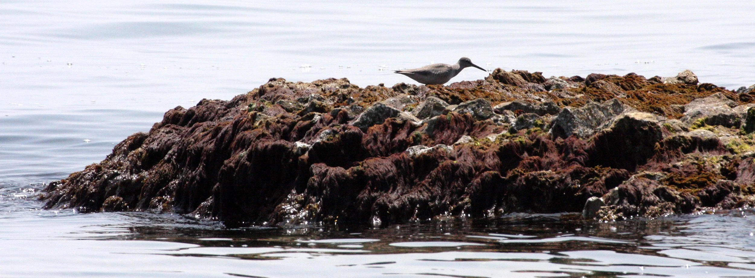 BIRD - SANDPIPER - TEREK'S SANDPIPER - MUTSU HARBOR JAPAN (4).JPG