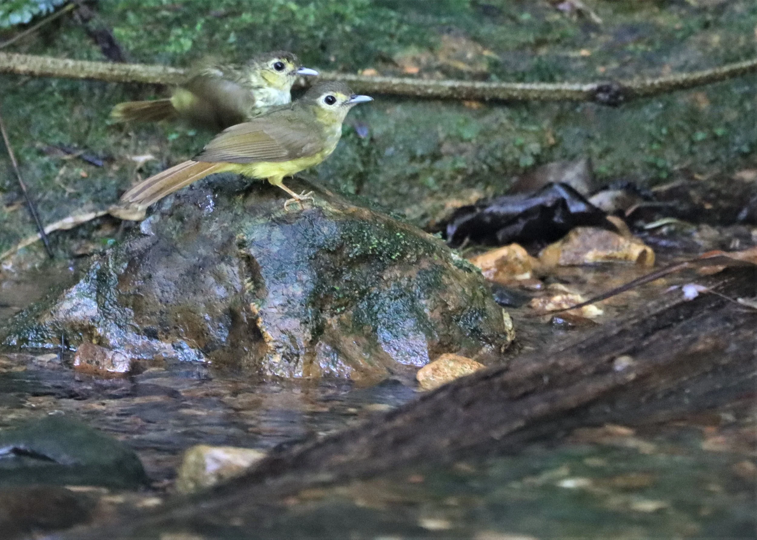 BULBUL - HAIRY-BACKED BULBUL - Tricholestes criniger - SI PHANG NGA NATIONAL PARK (10).jpg