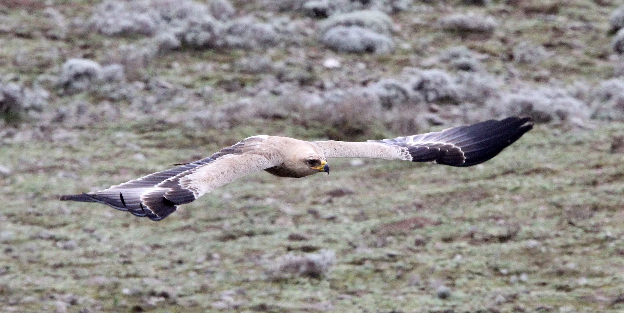 Aquila rapax - TAWNY EAGLE - BALE MOUNTAINS NATIONAL PARK ETHIOPIA aa2 (4).JPG