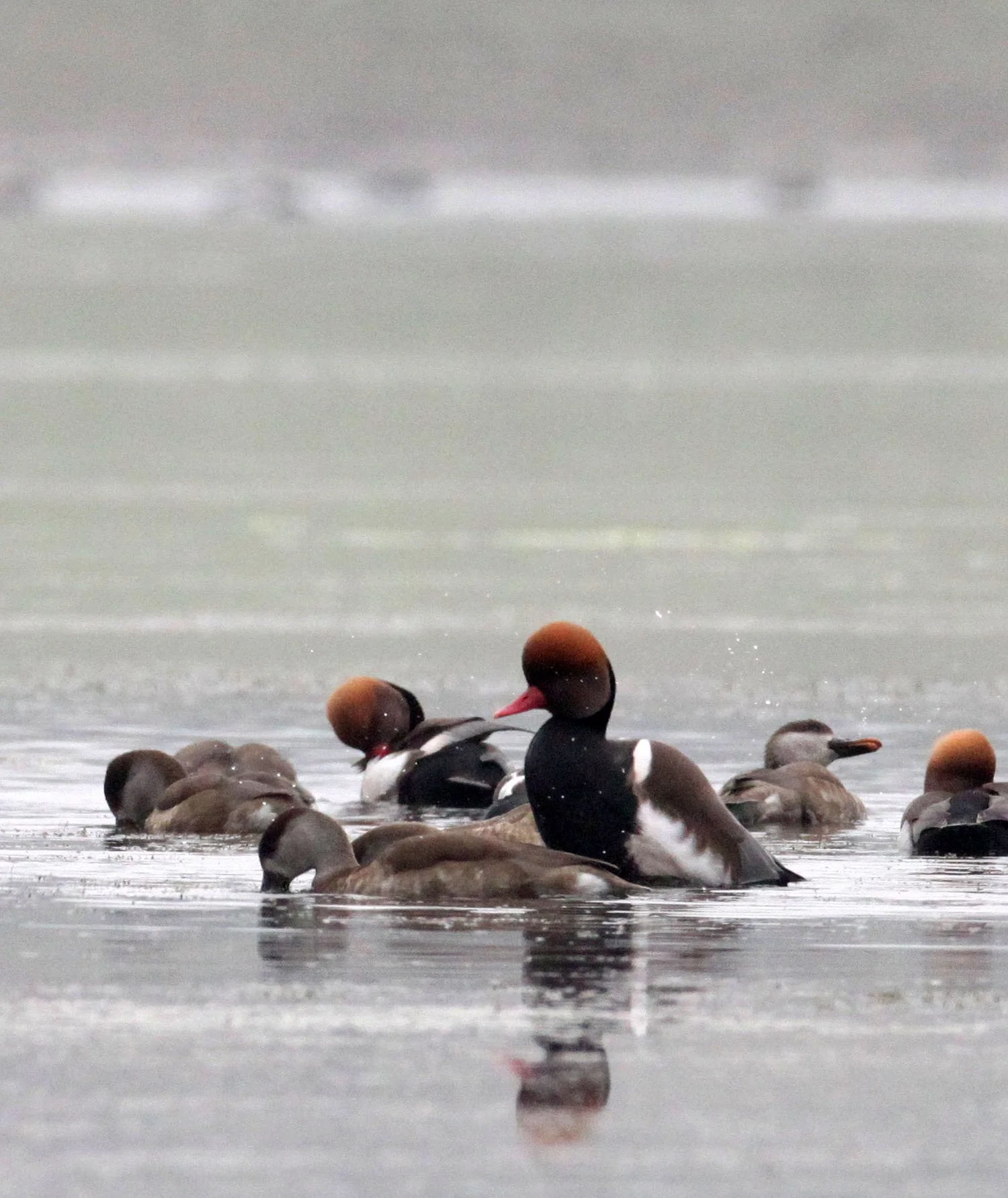 POCHARD - RED-CRESTED POCHARD - Netta rufina - CHAMBAL RIVER SANCTUARY INDIA (6).JPG