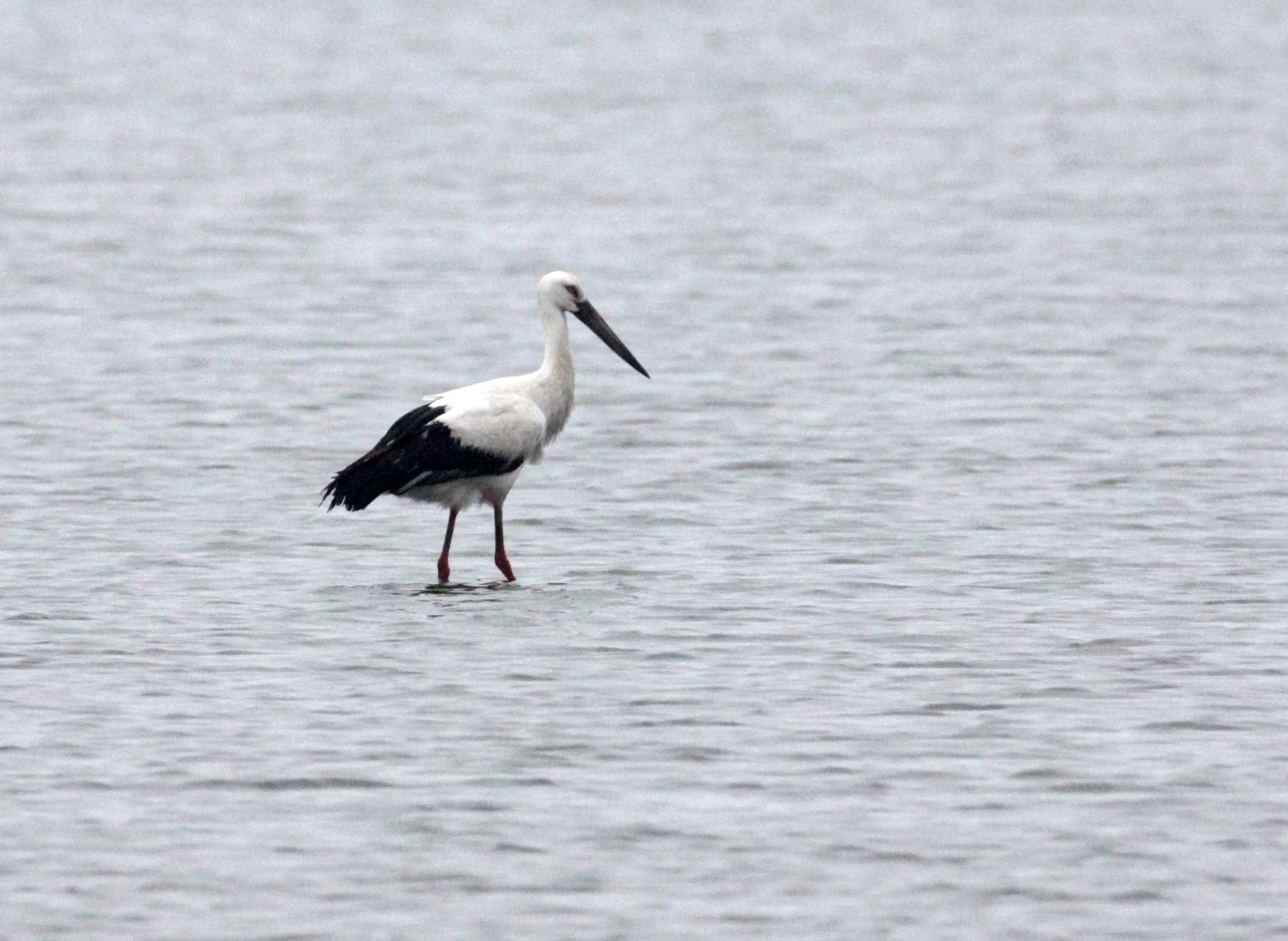 STORK - ORIENTAL STORK - Ciconia boyciana - YANCHENG CHINA (4).JPG
