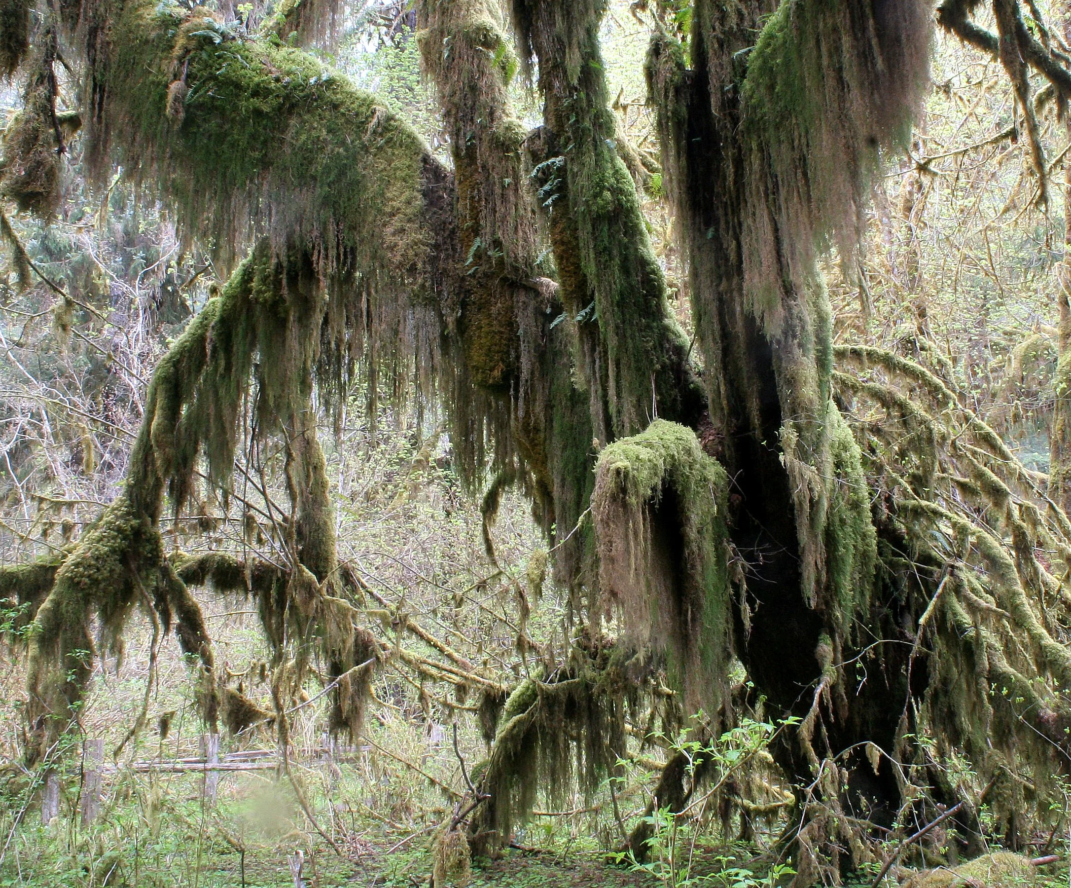 HOH RIVER VALLEY - HALL OF MOSSES (51).JPG