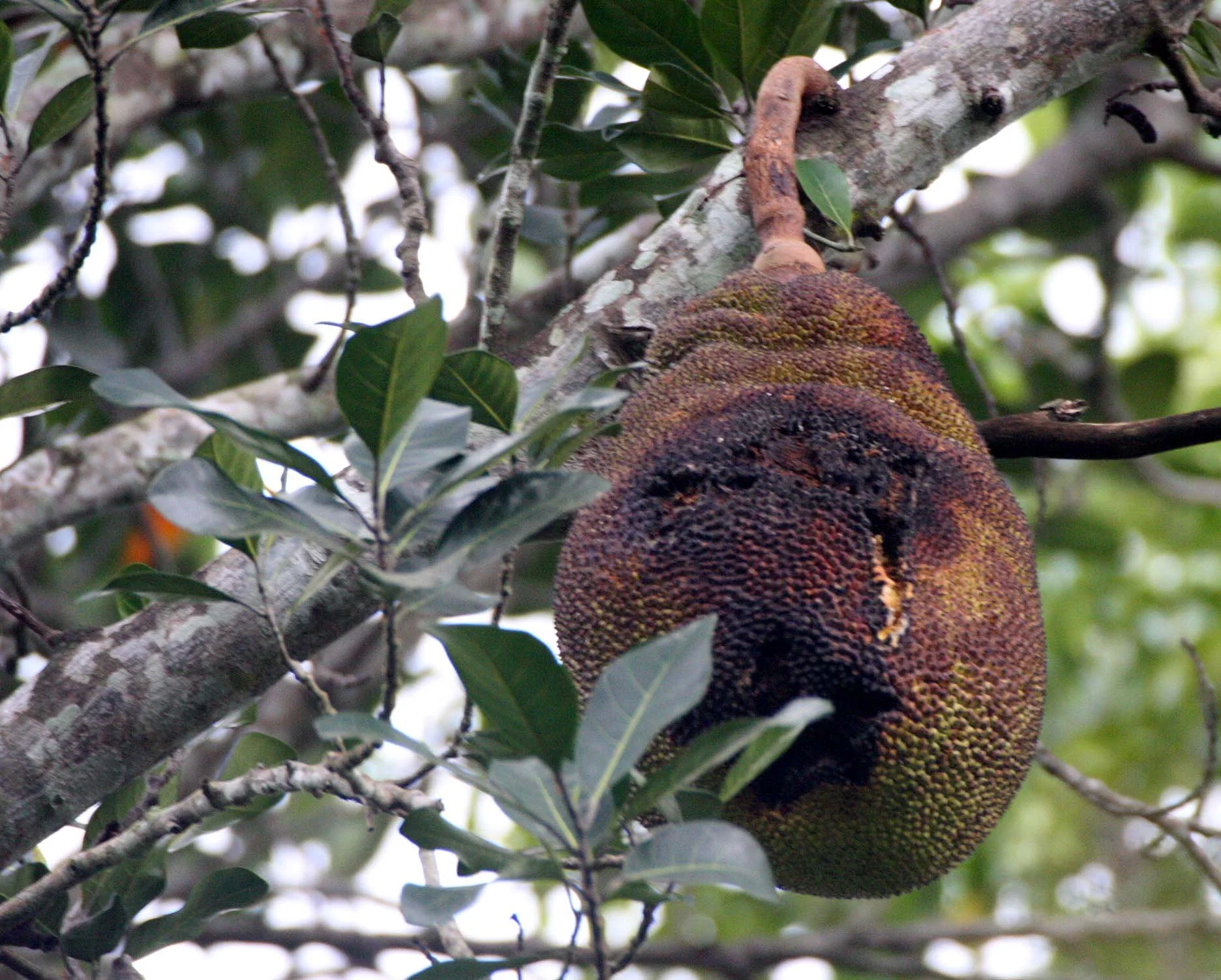 2009 Promluk Property Views (14).JPG