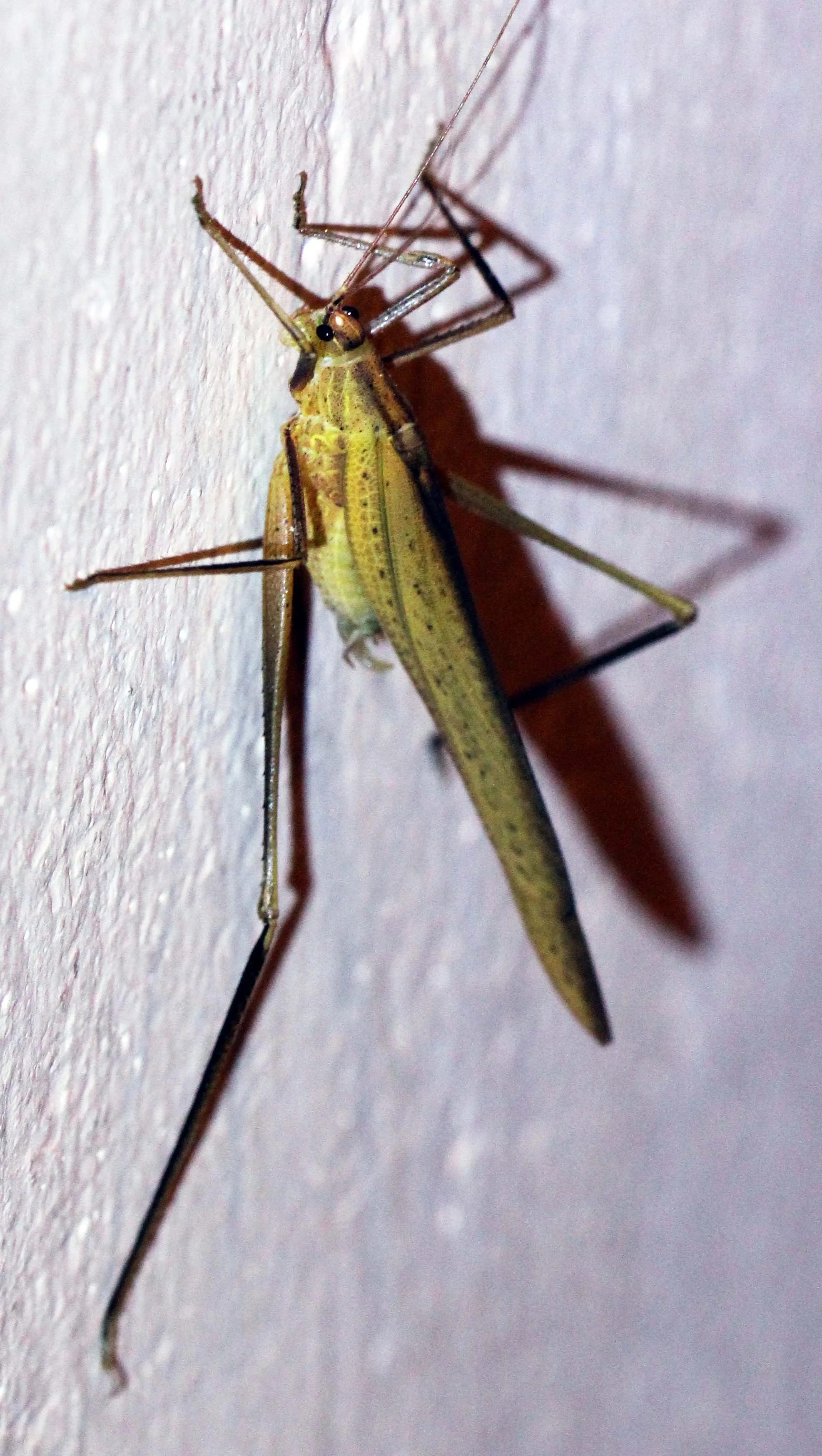 Tettigoniidae - Species 9 - Valparai, Tamil Nadu, India (1).JPG