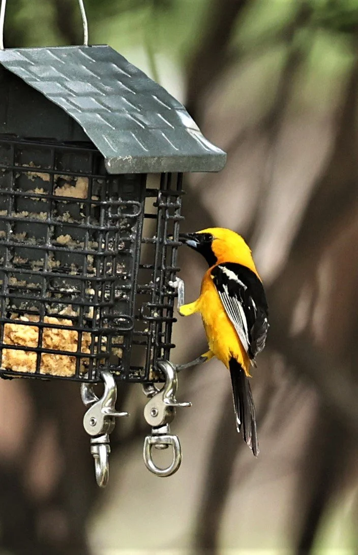 Hooded Oriole (Icterus cucullatus) Cave Creek Arizona (6).jpg