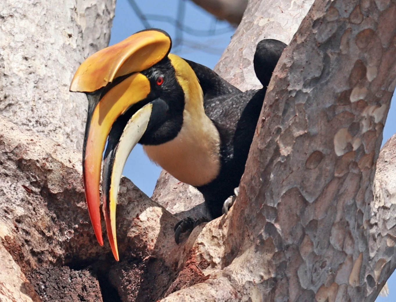 Great hornbill (Buceros bicornis) Pak Chong Mu Si Municipality Feb 2026 (19).jpg