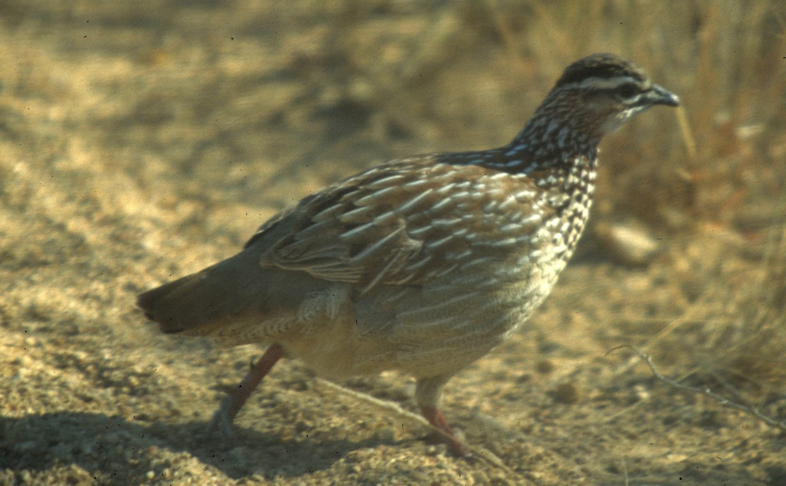 BIRDS - FRANCOLIN - CRESTED - RSA A.jpg