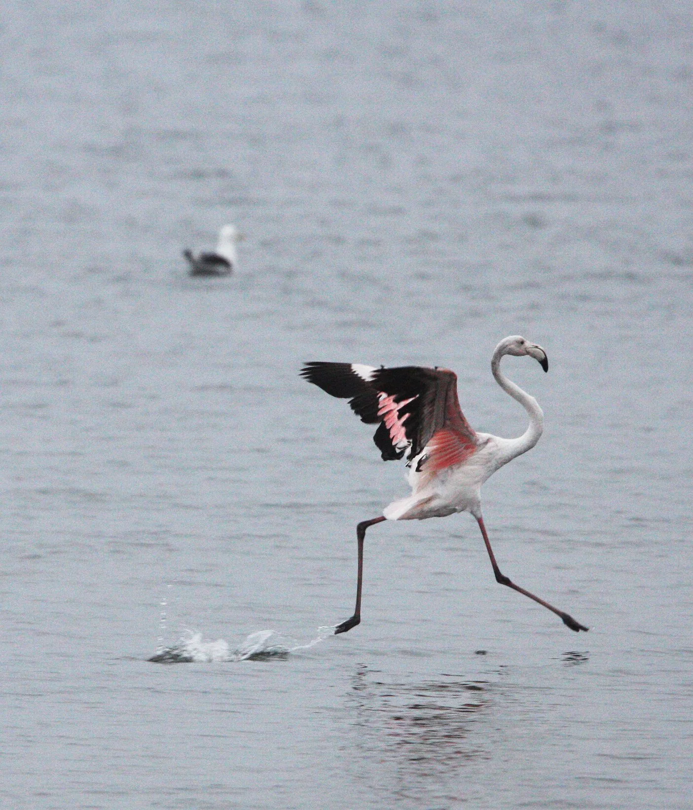 Phoenicopterus roseus - Greater Flamingo - Walvis Bay Namibia (53).JPG