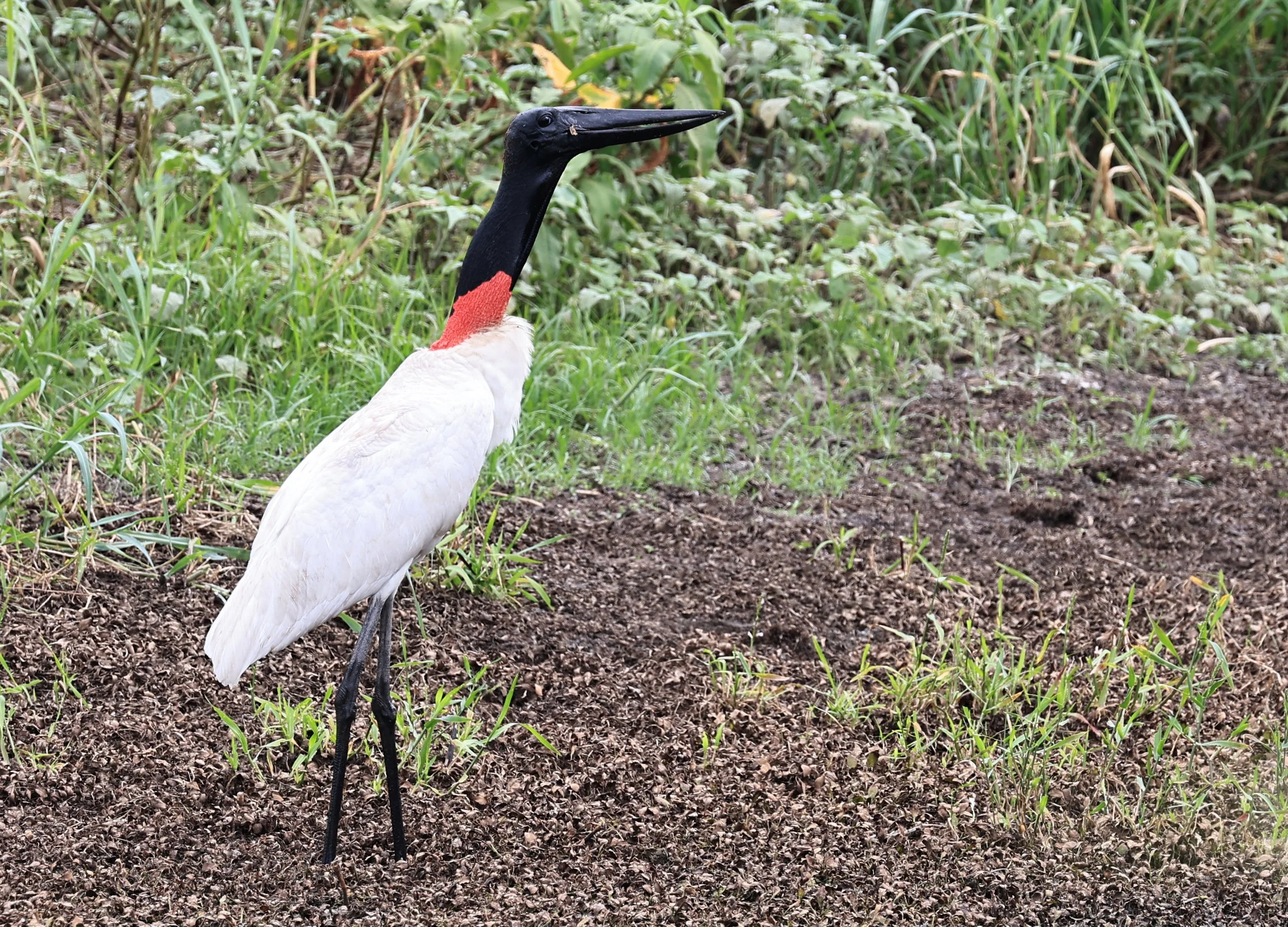 Jabiru (Jabiru mycteria) Agua Dulce Paraguay (34).jpg