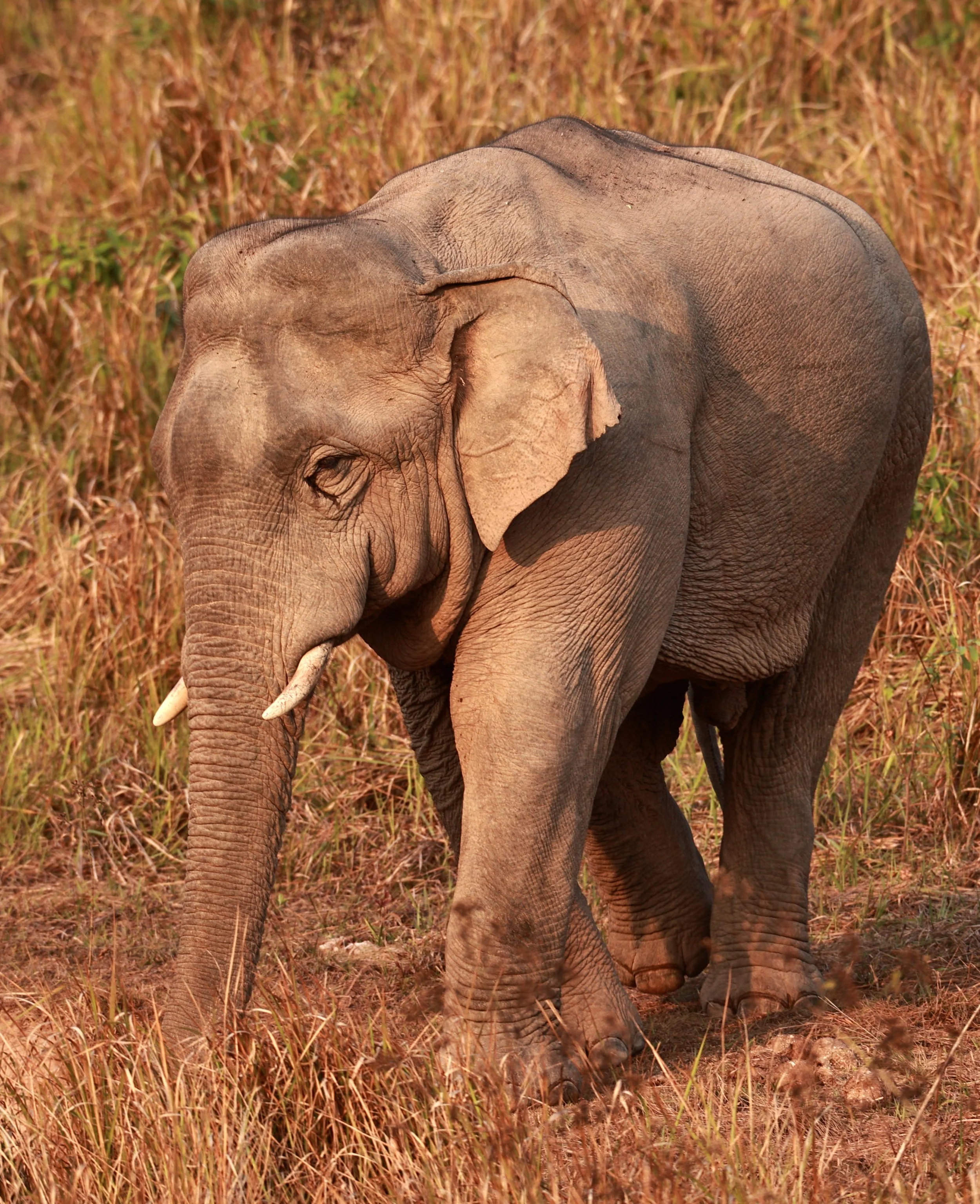 Asian Elephant (Elephas maximus) Khao Yai National Park, Thailand (70).jpg