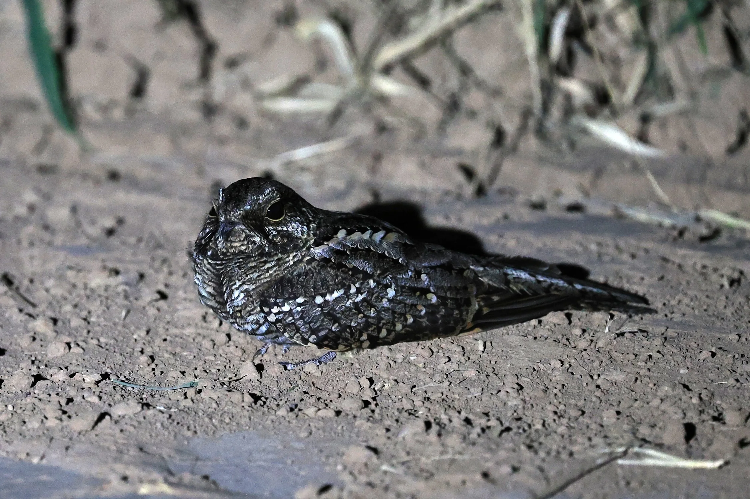 Scissor-tailed Nightjar (Hydropsalis torquata) female - Fortin Toledo Paraguay (3).jpg