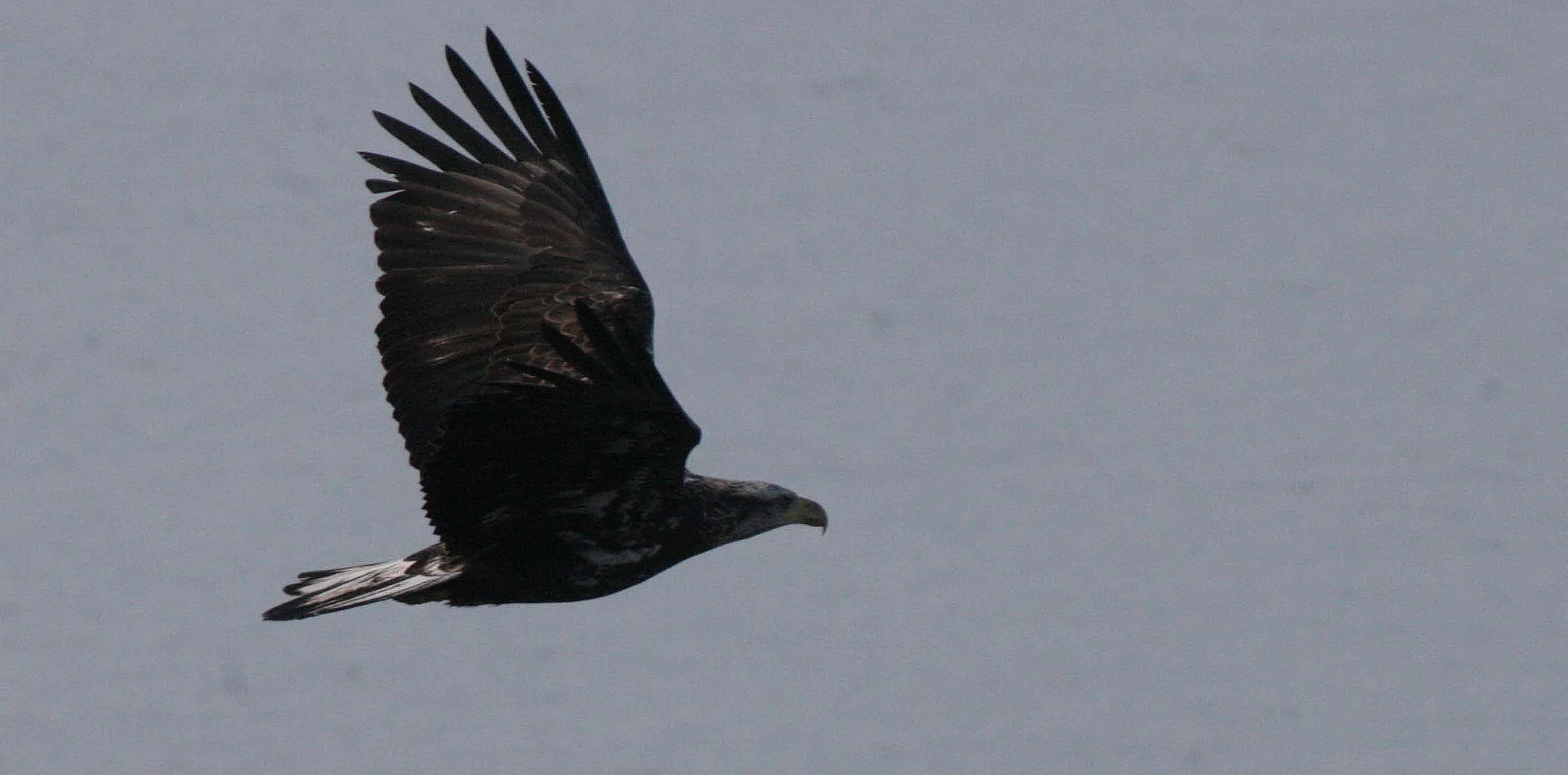 BIRD - EAGLE - BALD EAGLE IMMATURE -LAKE FARM.JPG