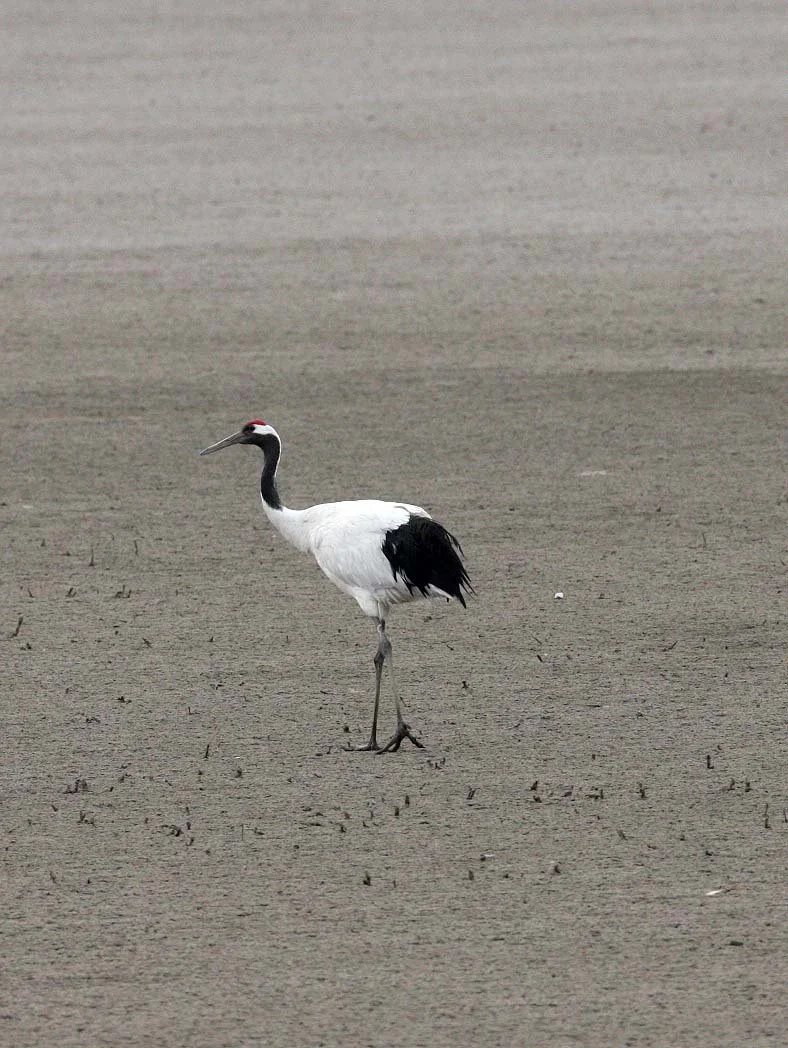 BIRD - CRANE - RED-CROWNED JAPANESE CRANE  - YANCHENG CHINA (26).JPG