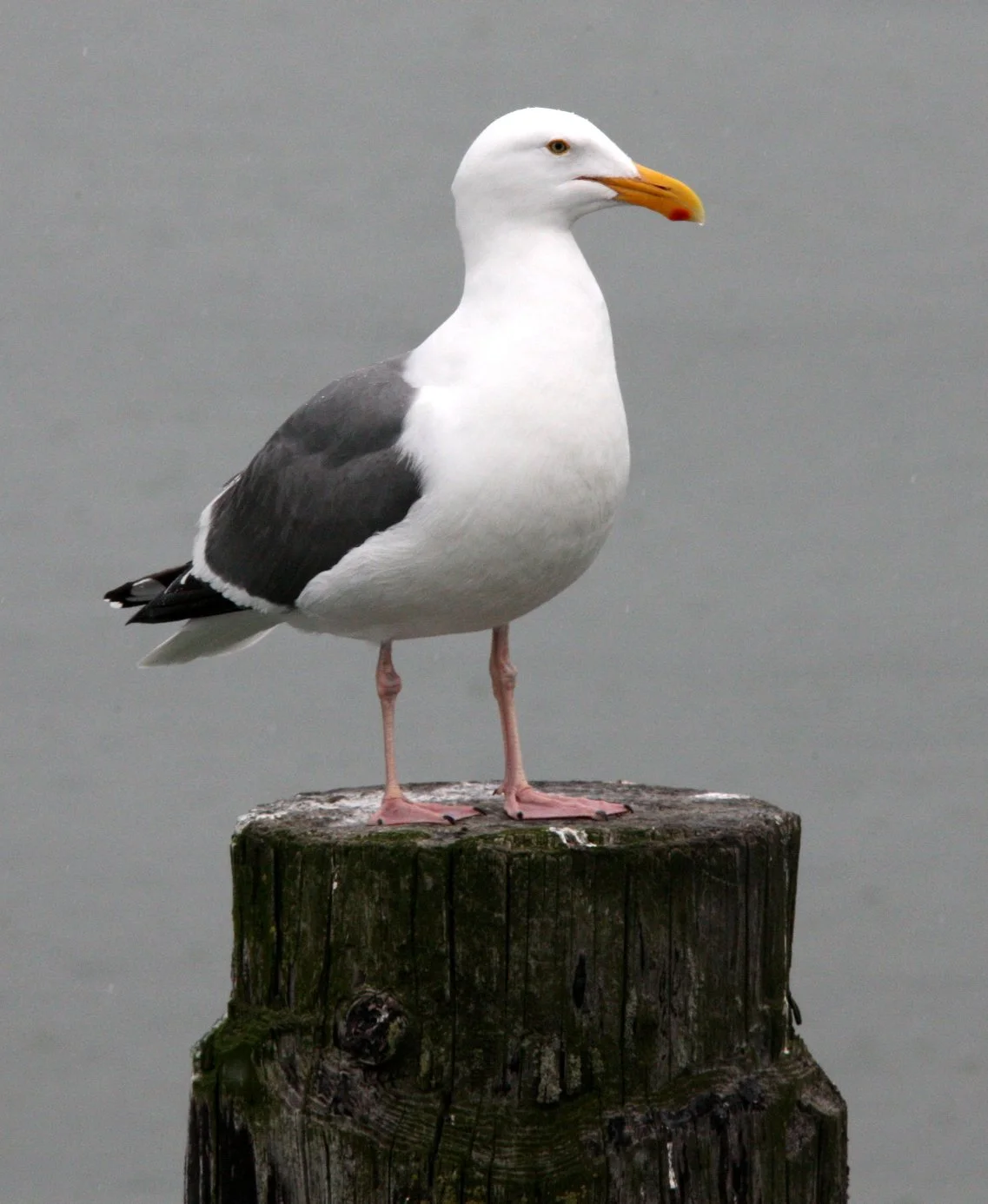 BIRD - GULL - WESTERN GULL - ARCATA HARBOR CALIFORNIA (2).JPG