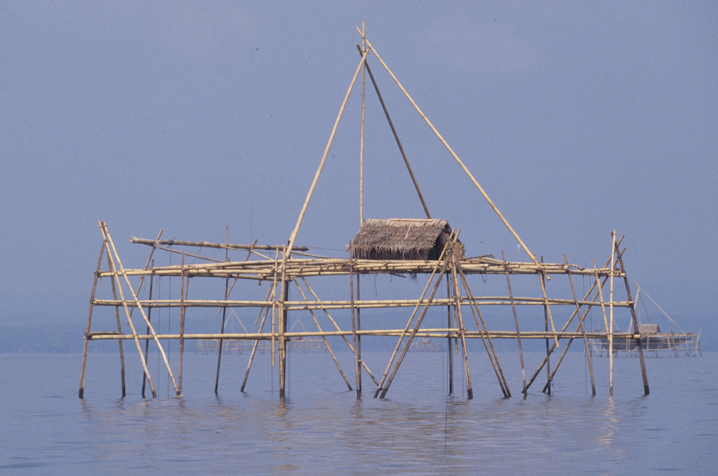 FISHERMAN - JAVA.jpg