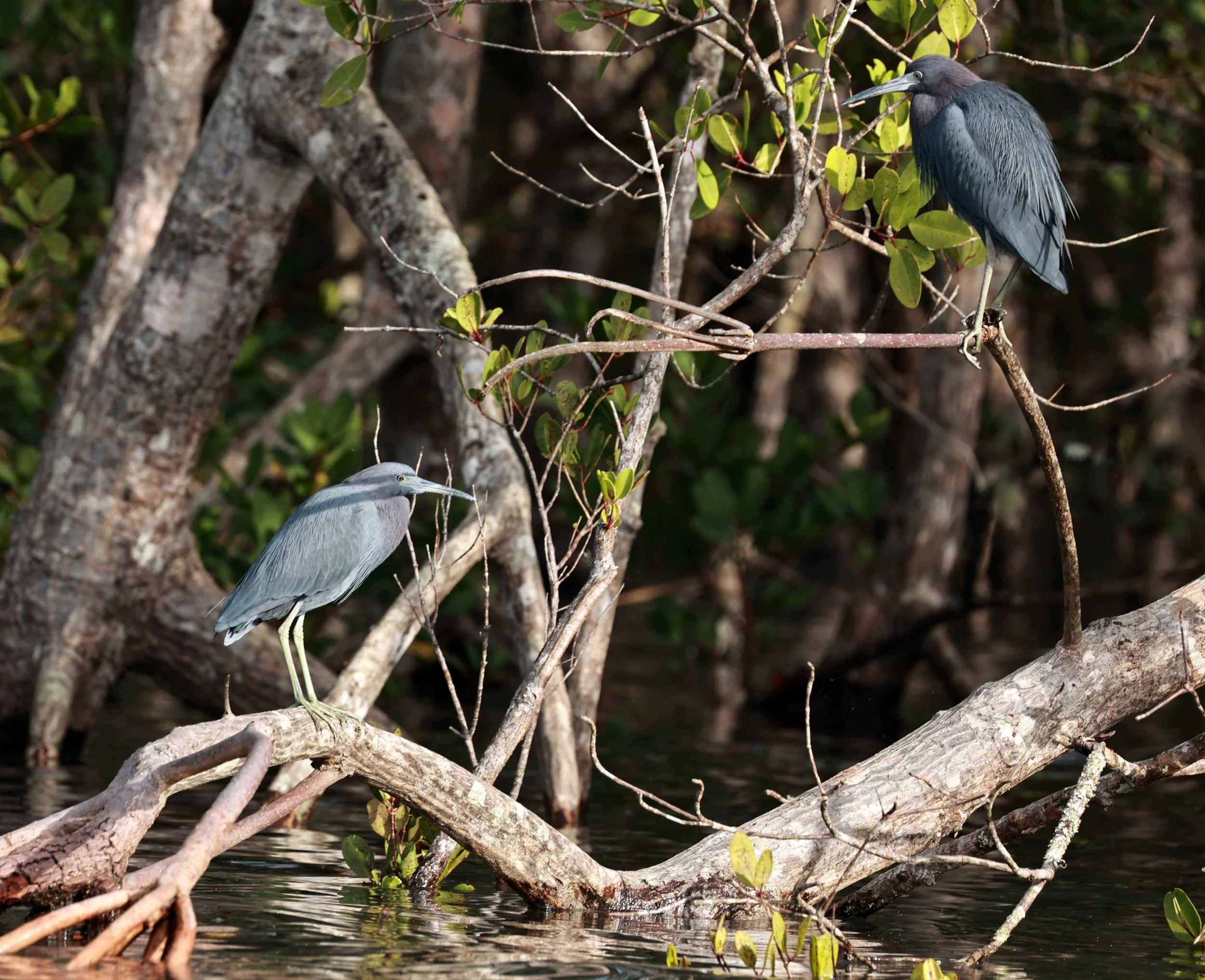 Little Blue Heron (Egretta caerulea) Superagüi National Park, Brazil (13).jpg