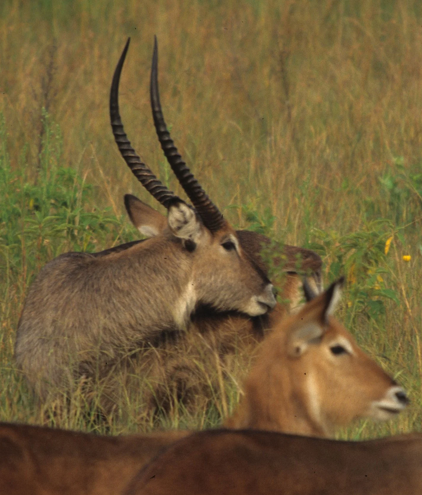 BOVID - WATERBUCK - DEFASSA - UGANDA (15).jpg